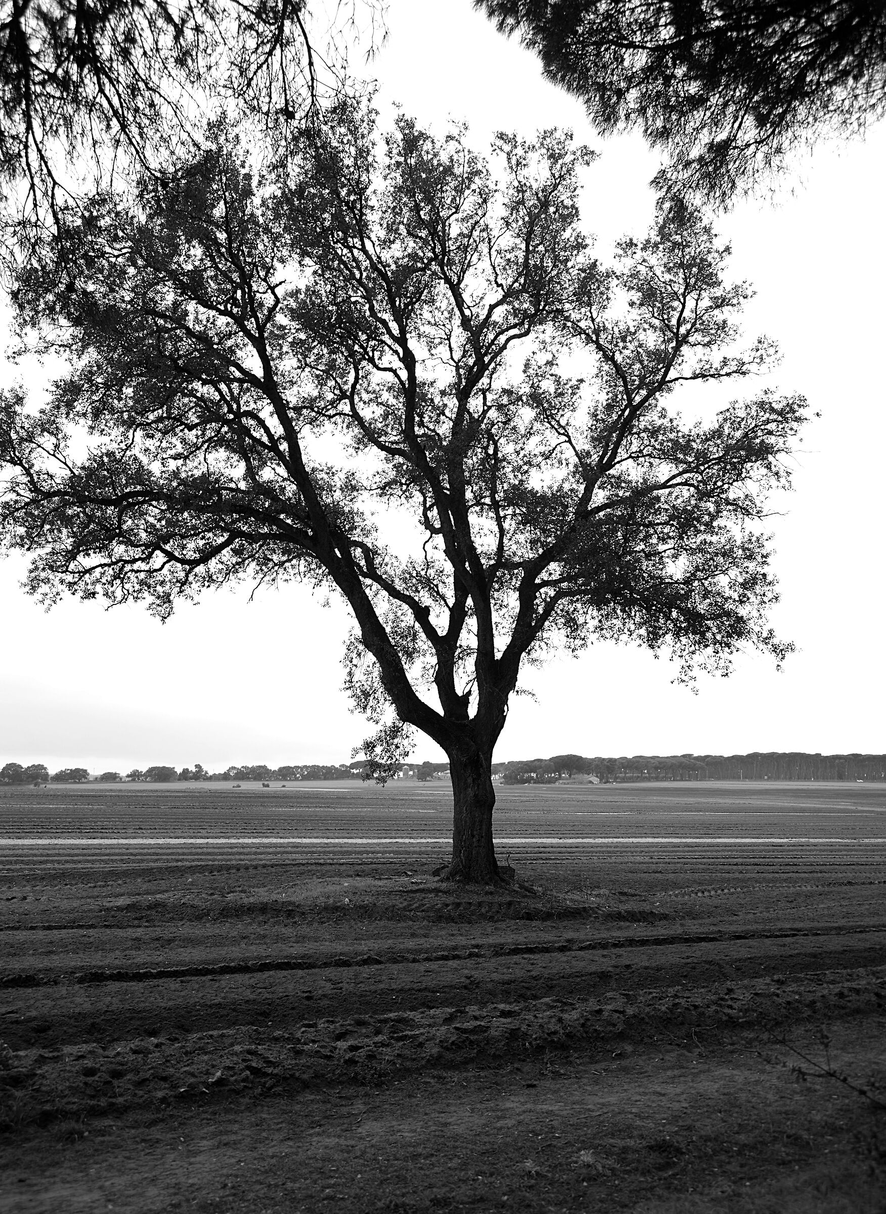 B/W