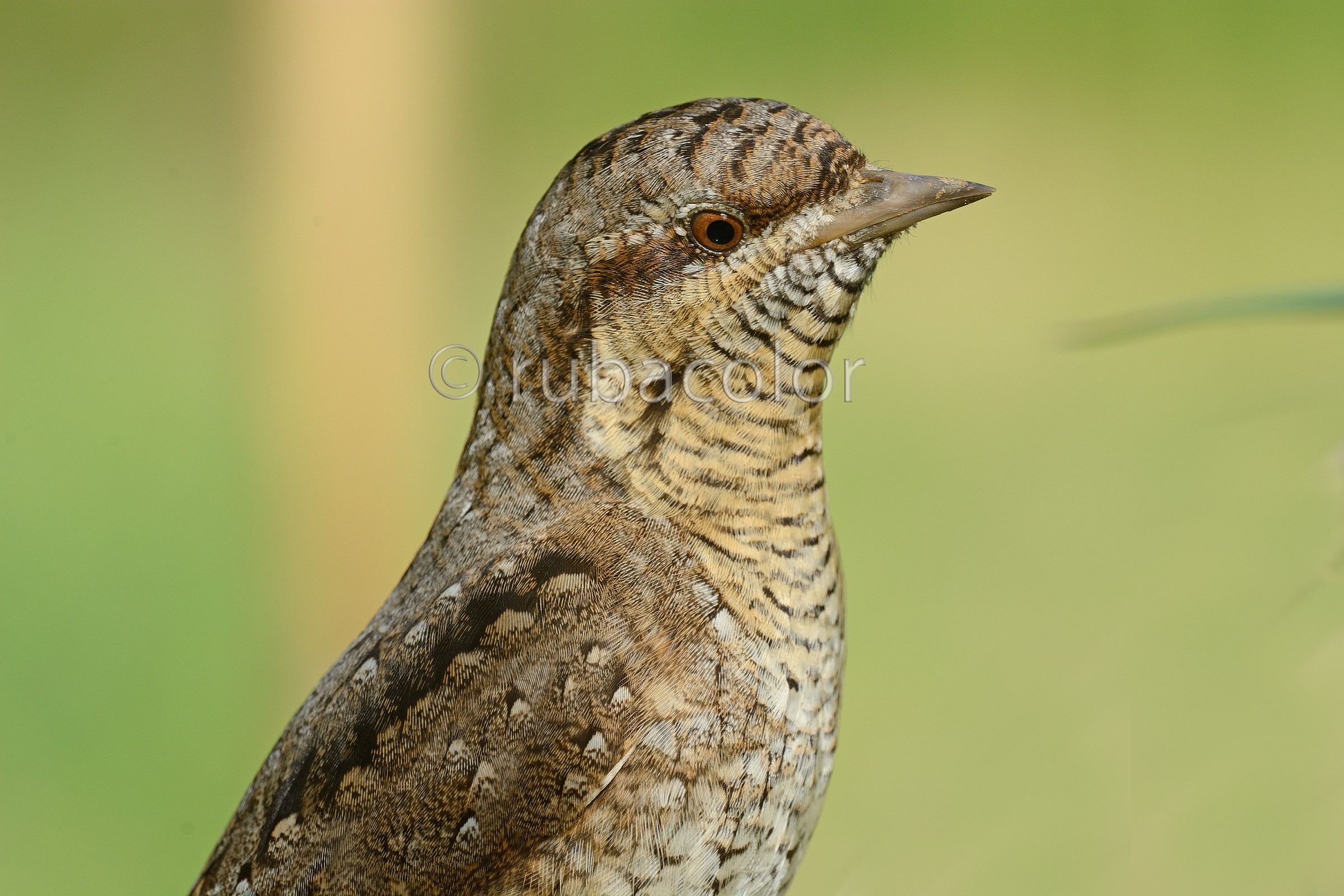 Fototessera to stiff neck