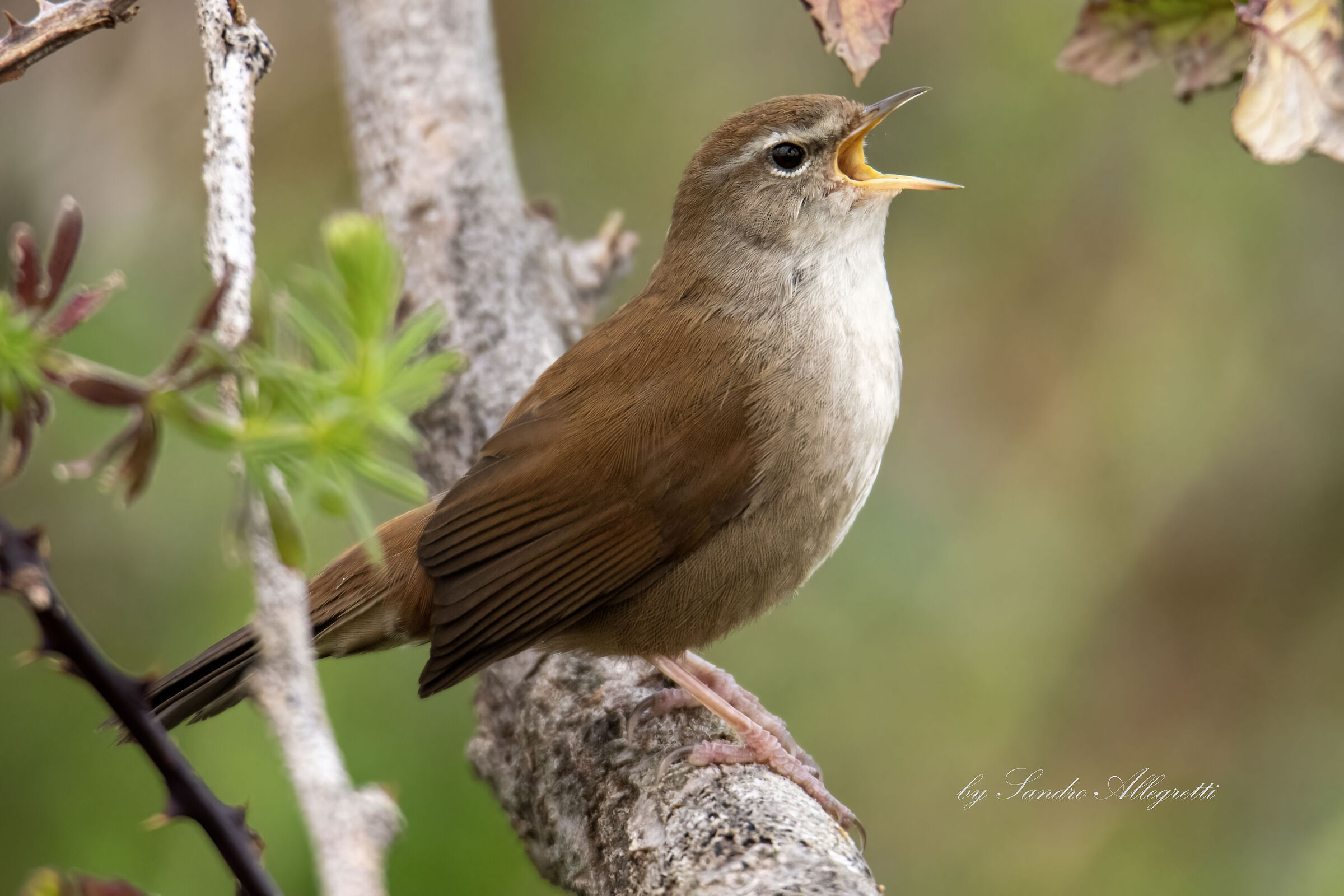 L'usignolo di fiume (Cettia cetti)