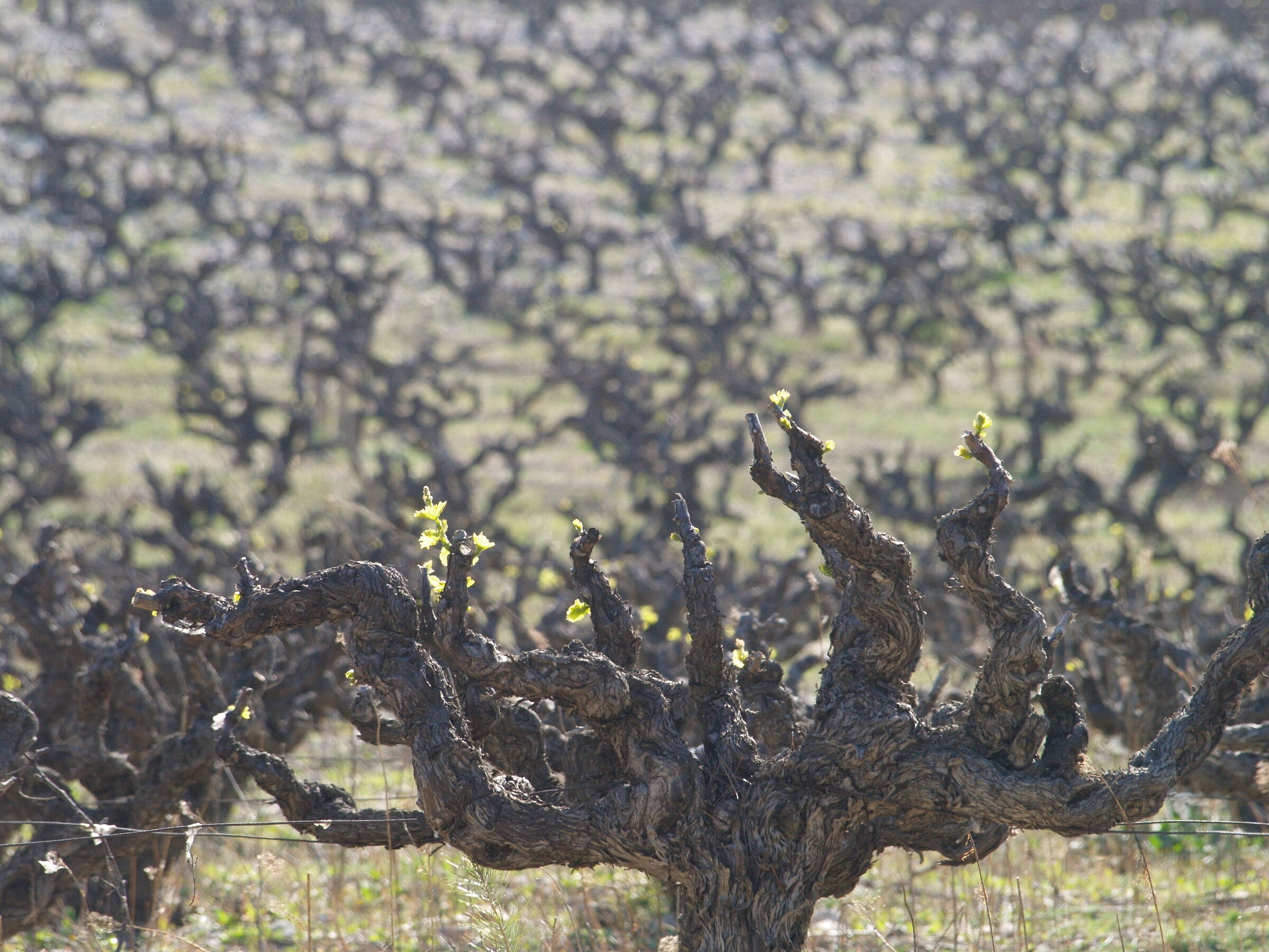 vignobles 3