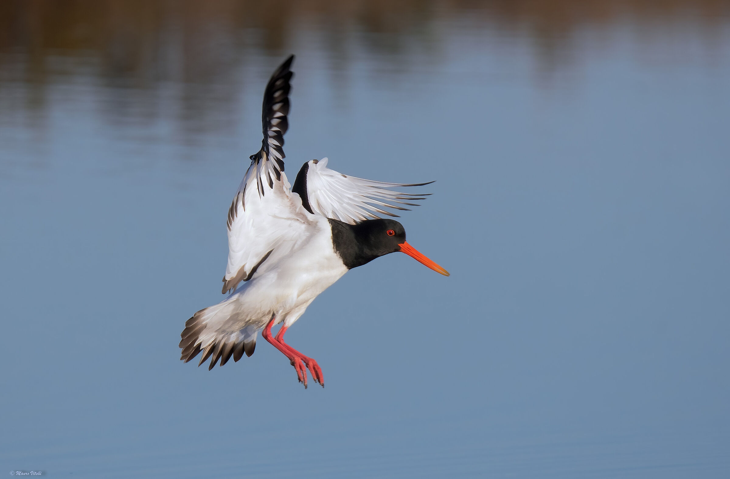 Oystercatcher (Haematopus ostralegus)