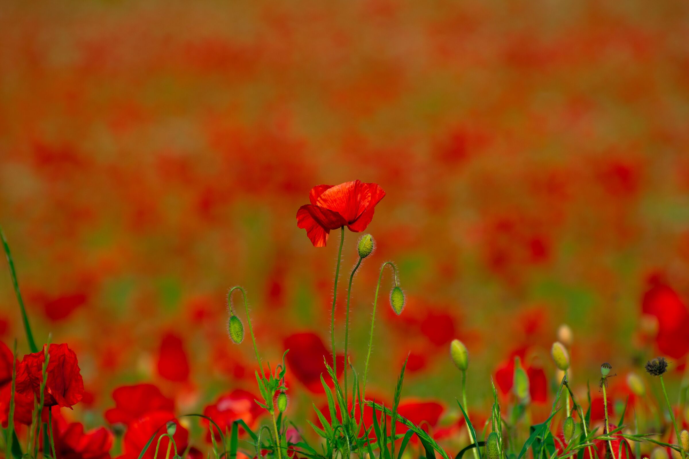 Individual and society