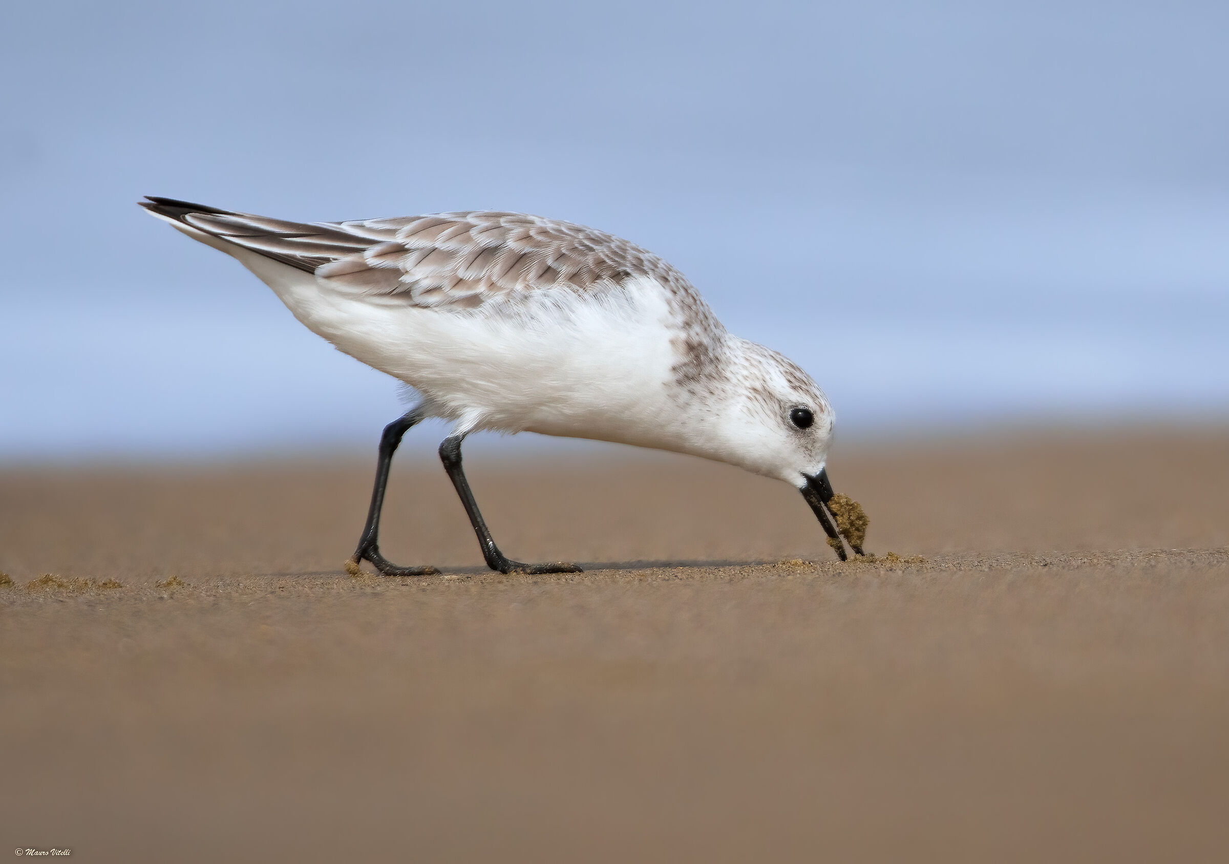 Three-toed sandpiper (Calidris alba)