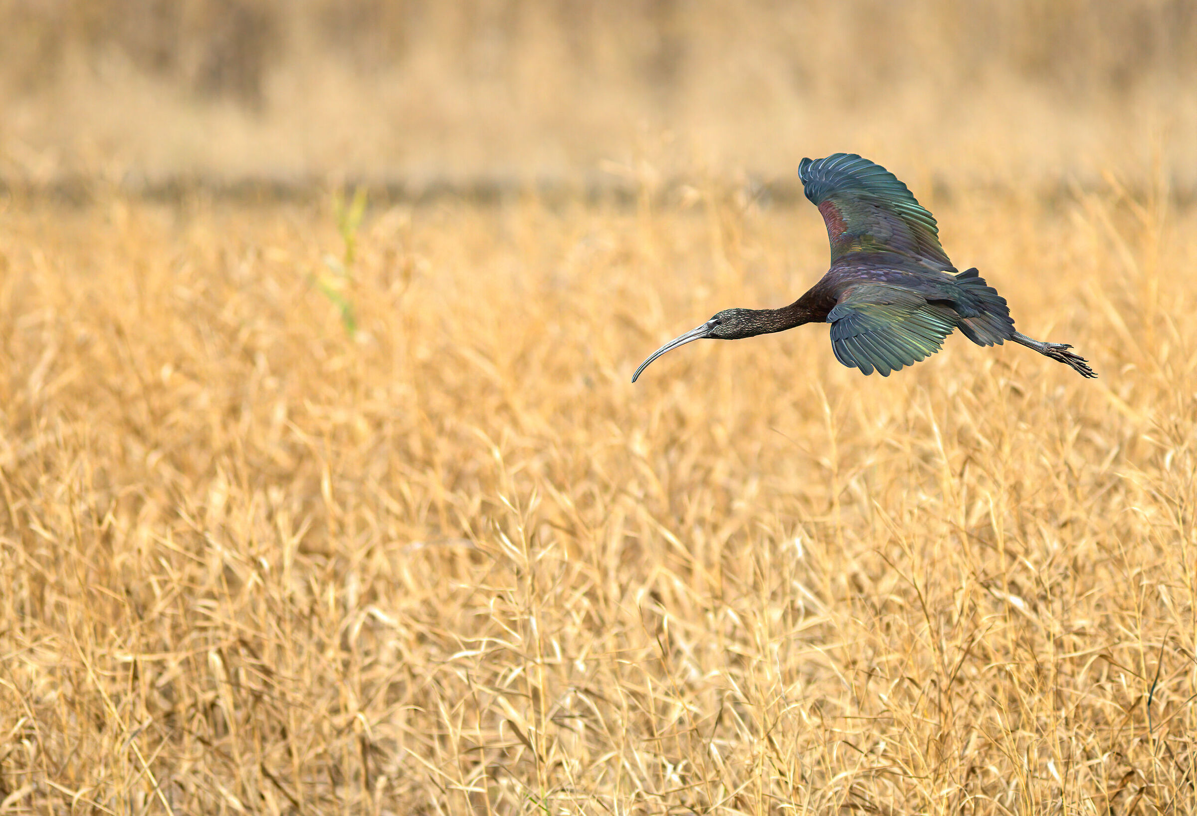 Glossy ibis