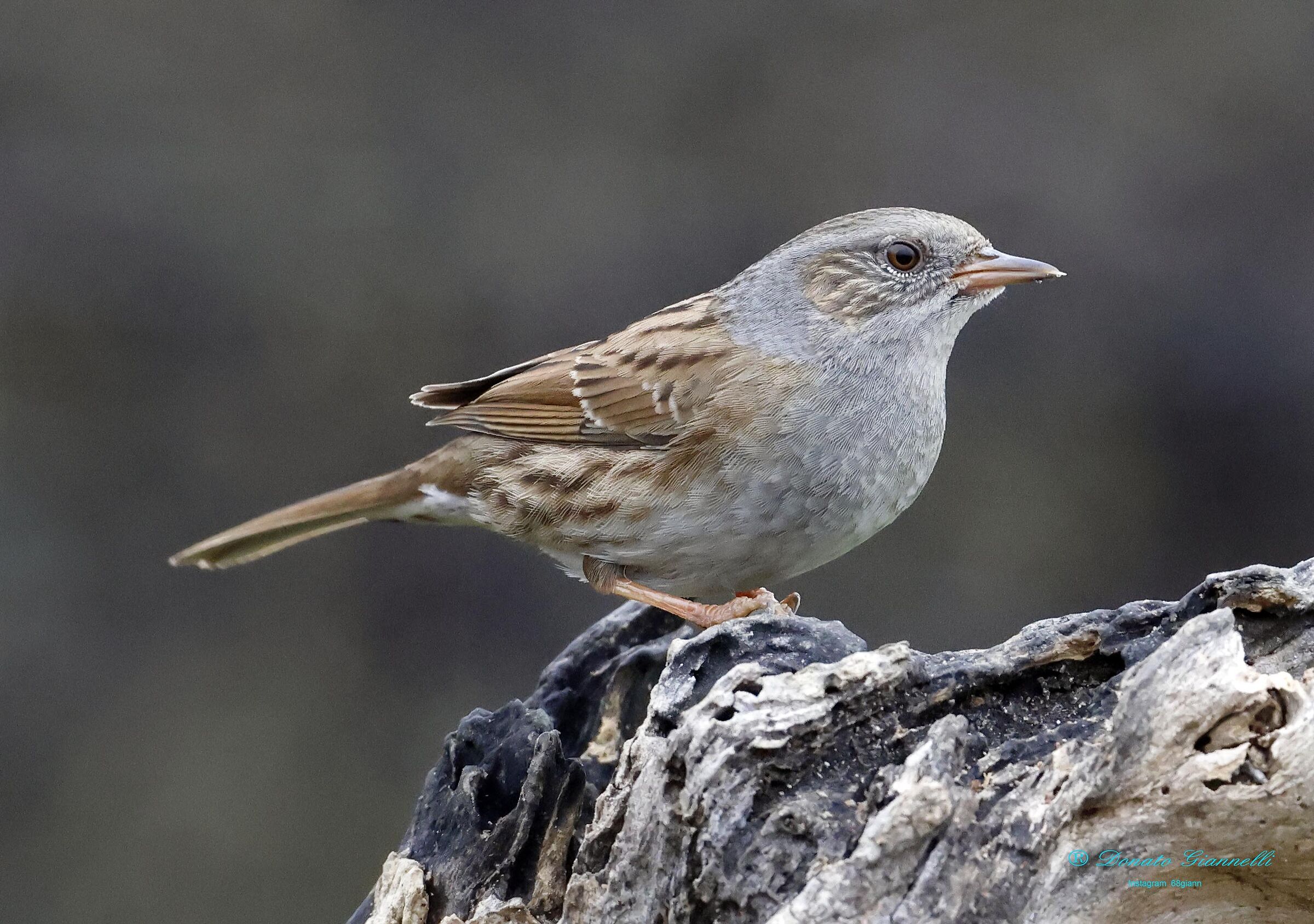 Dunnock