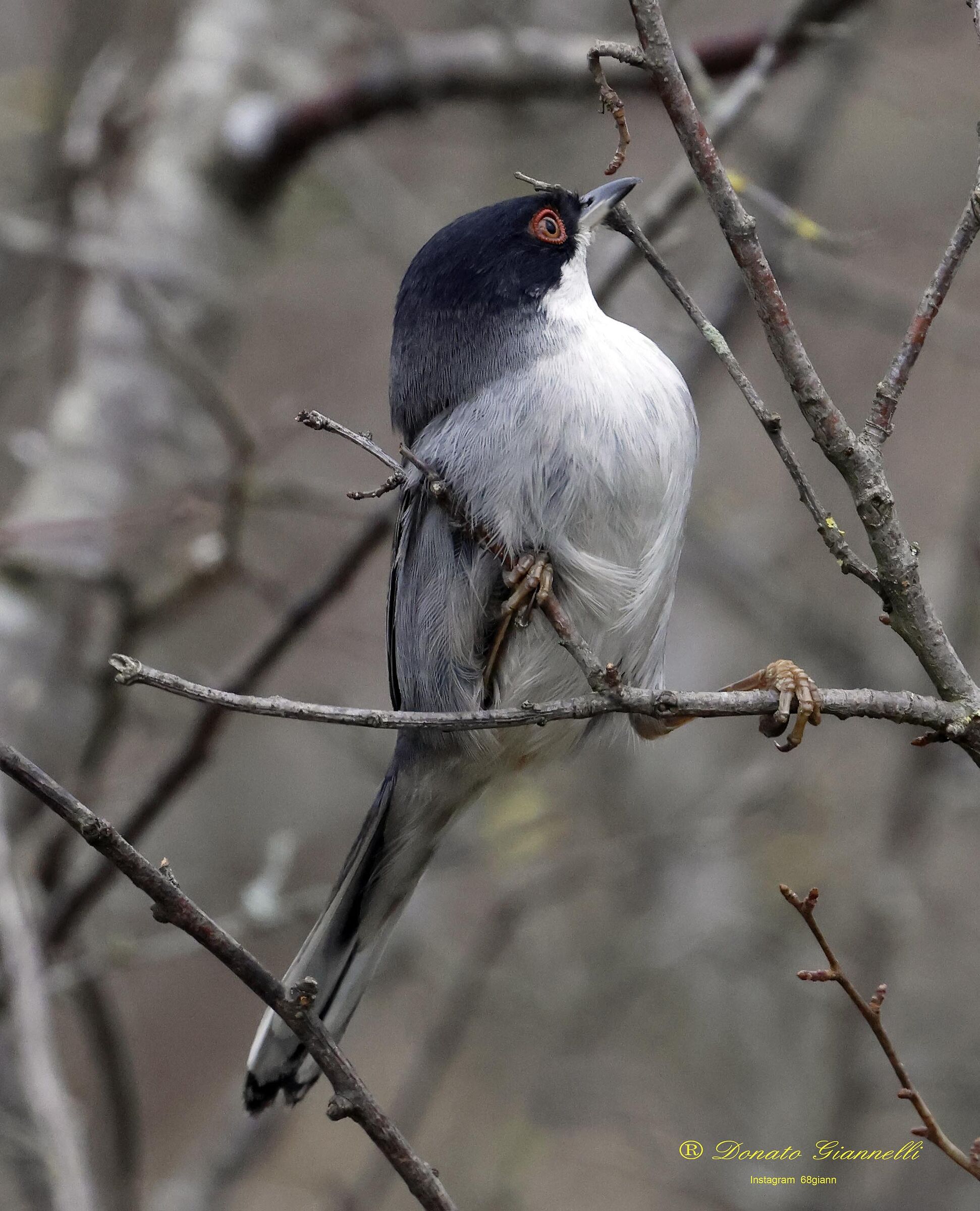 Sardinian warbler