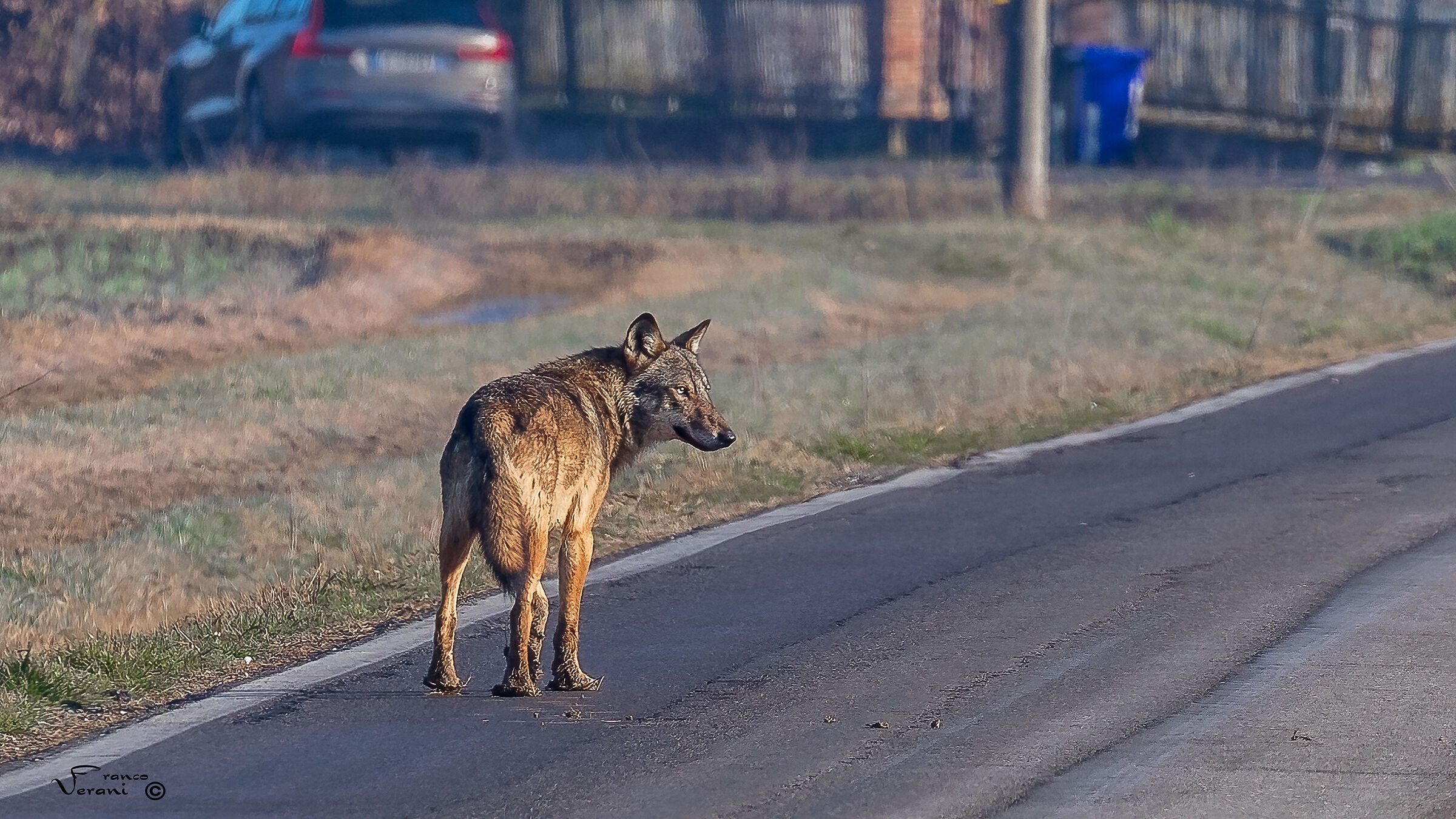 Italic wolf (Canis lupus italicus)