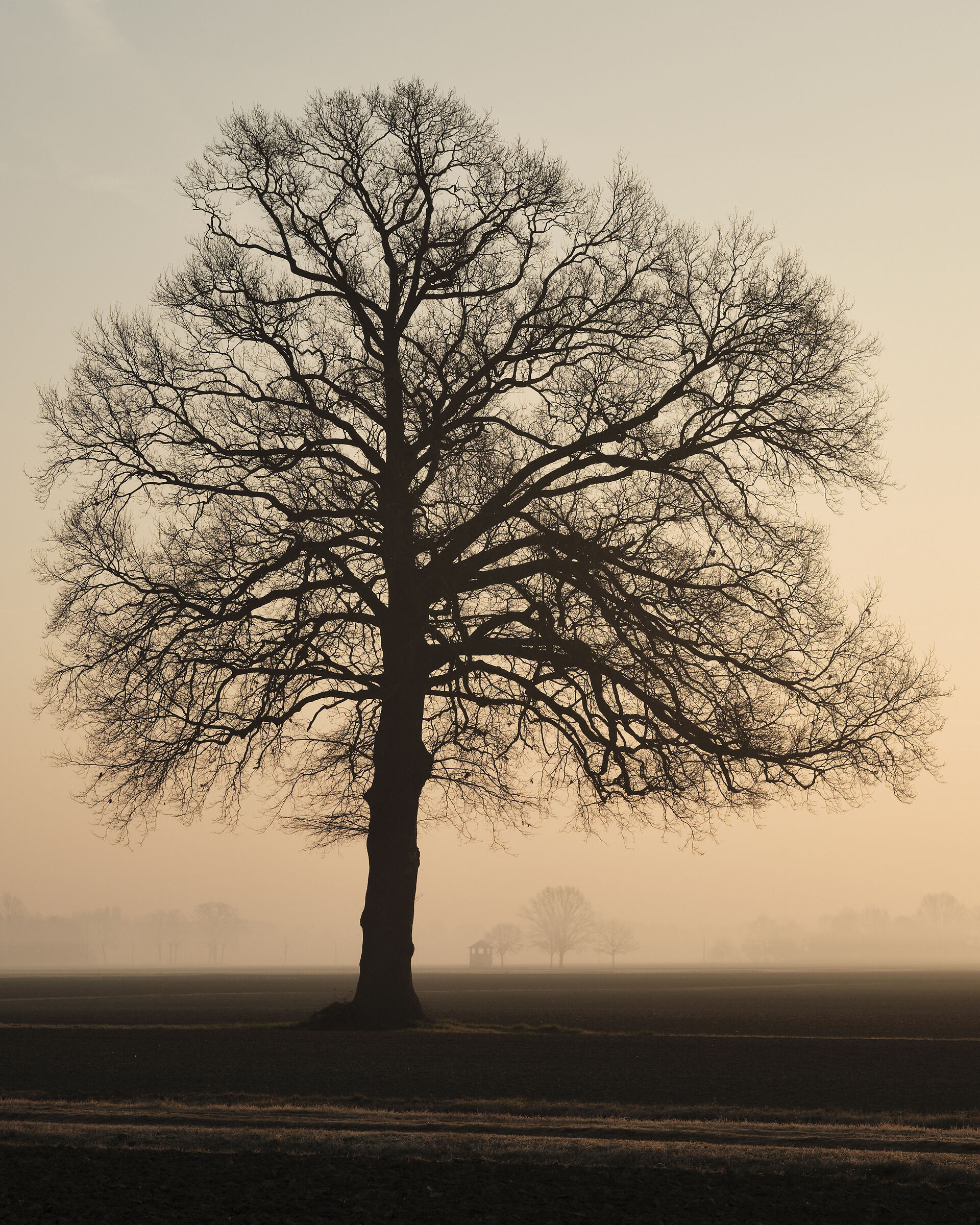 Two hundred and fifty springs and... not feel them