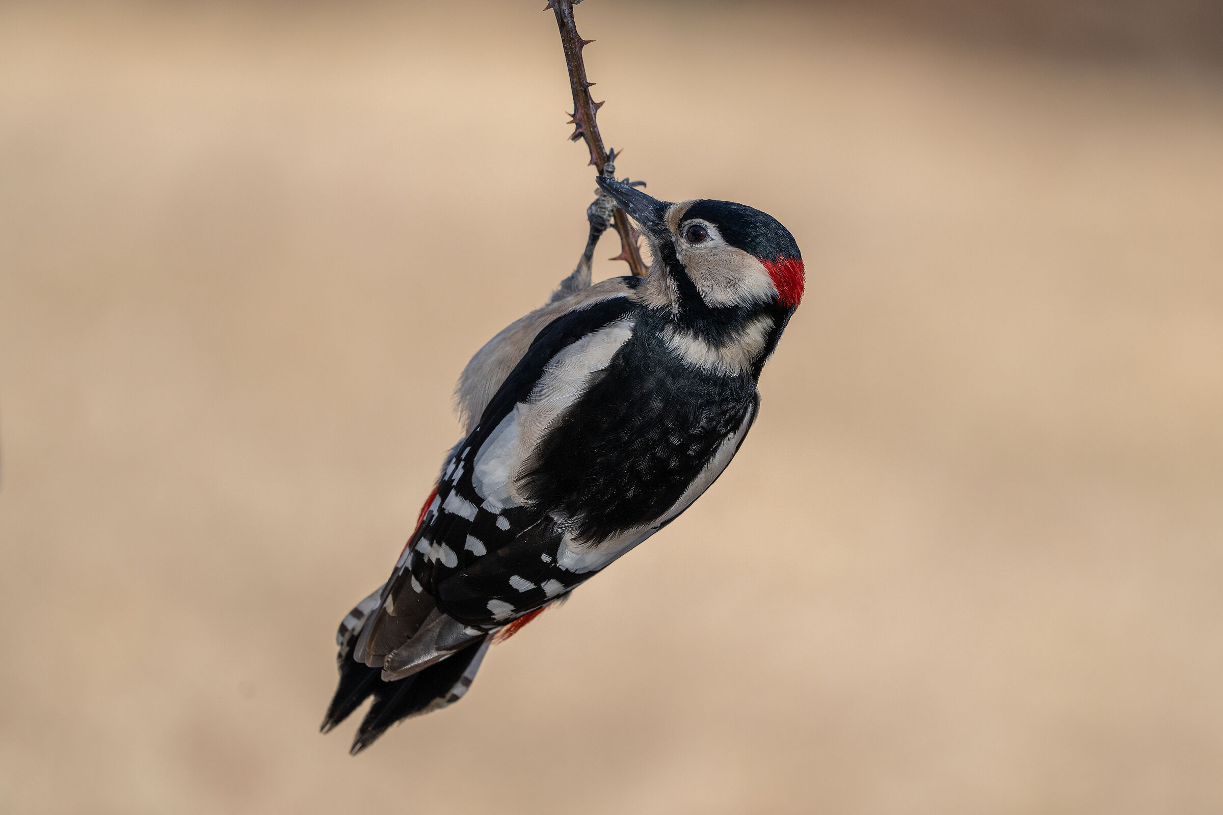 Greater spotted woodpecker m.