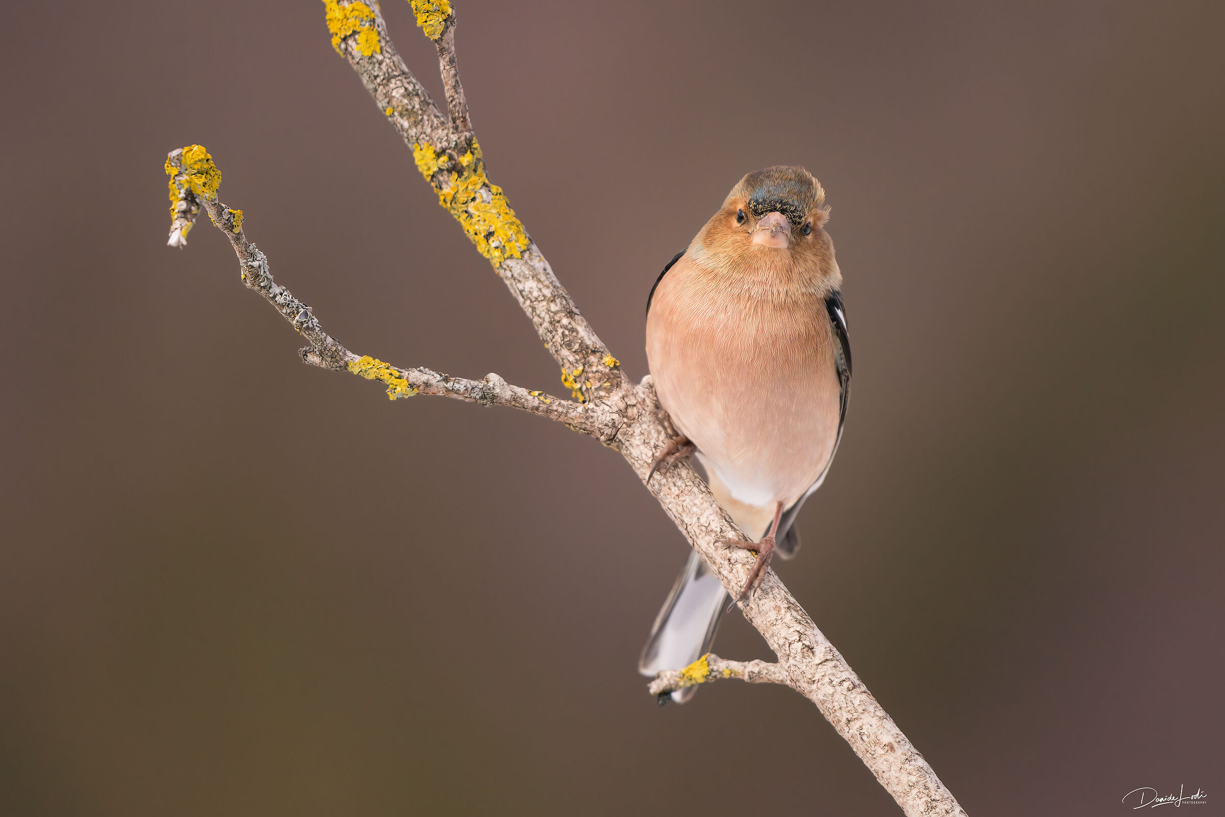 Chaffinch