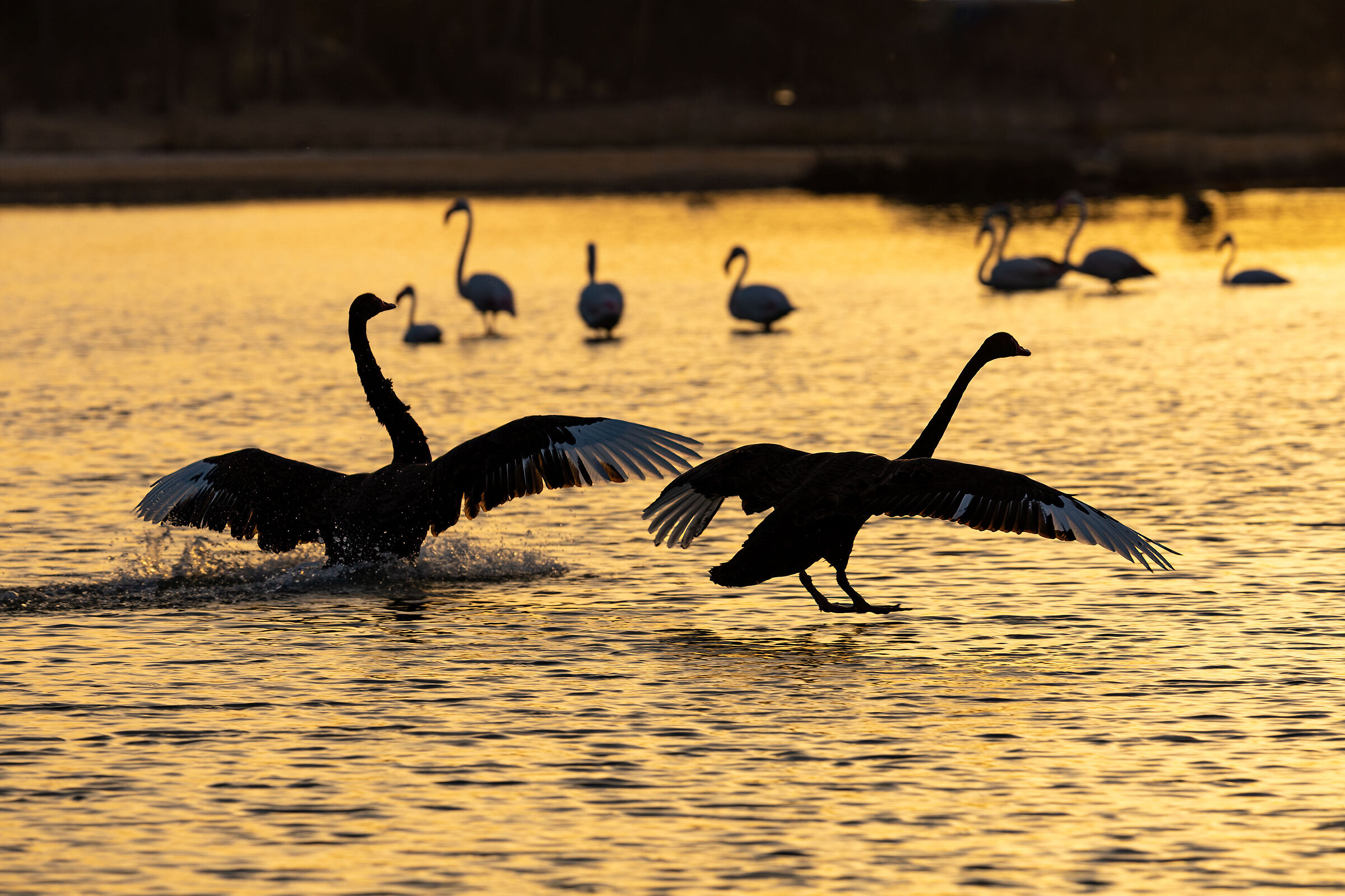 Black Swan Landing