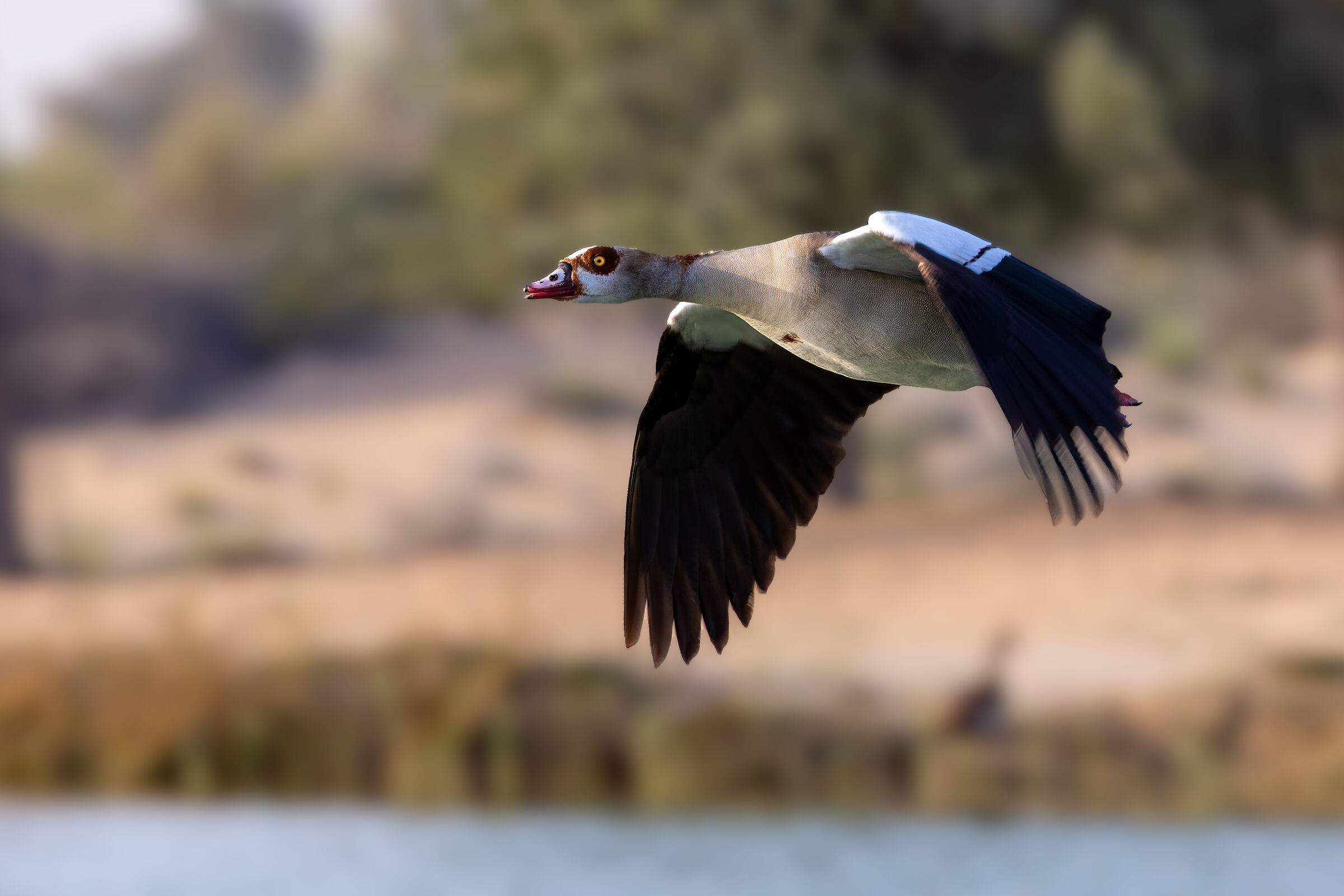 Egyptian Goose