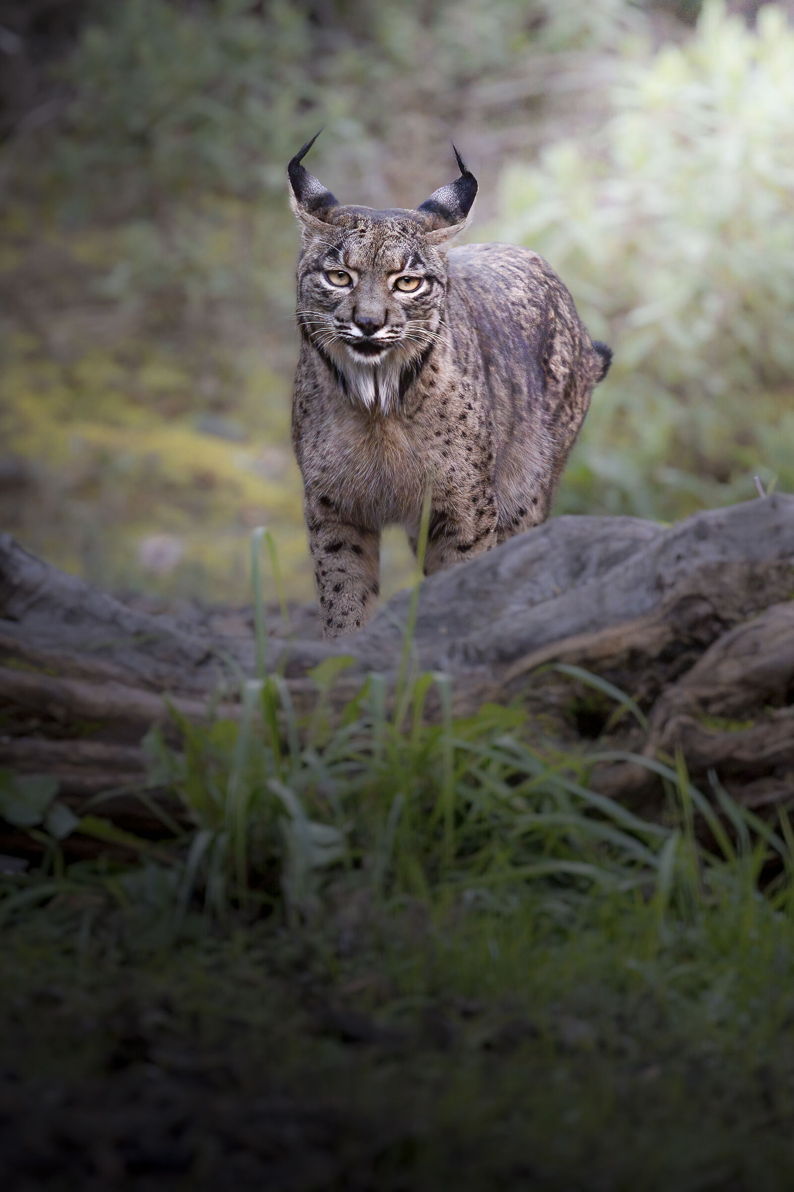 Lince pardina (linx pardinus)