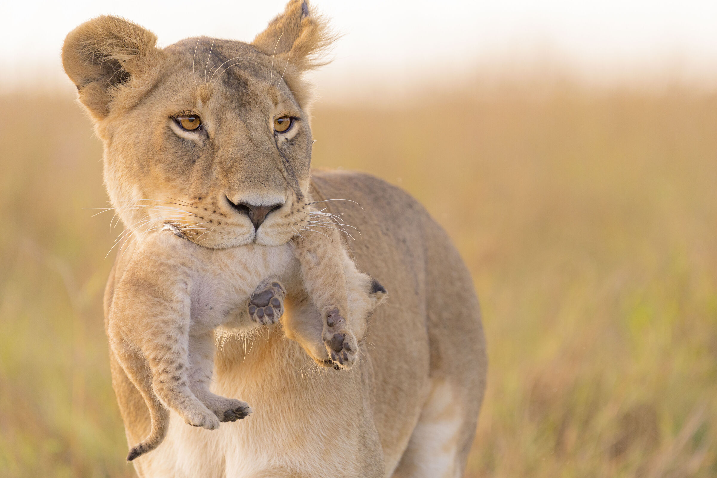 The queen and the cub