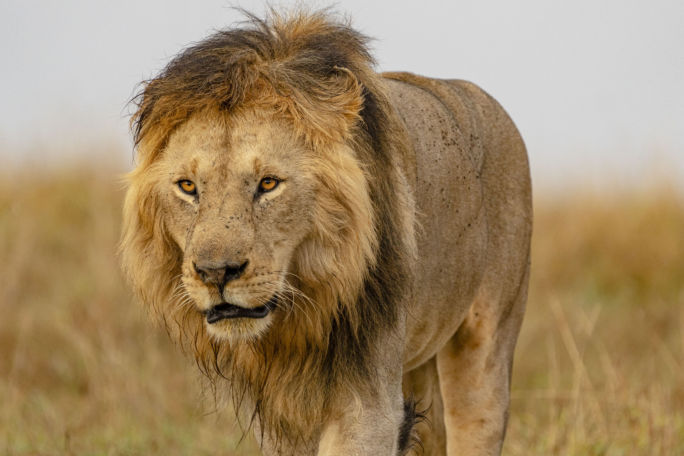 The King