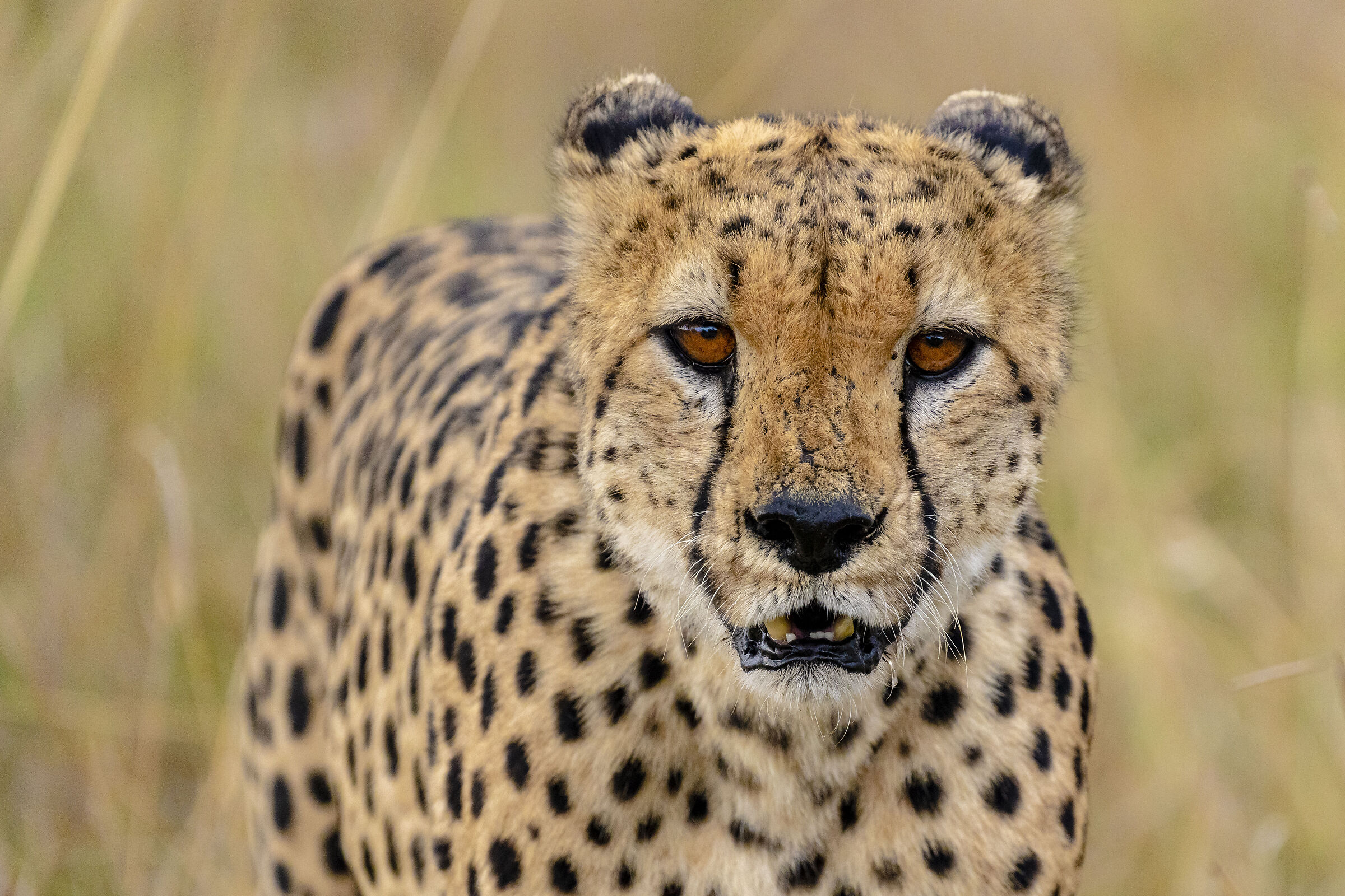 Hunting Cheetah