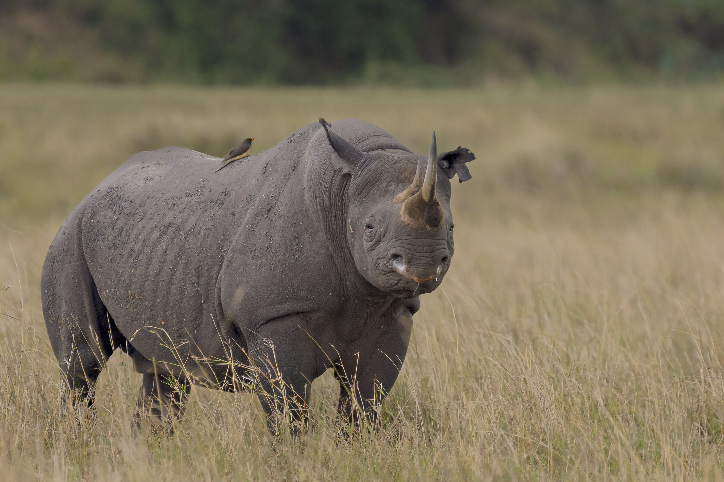 Black Rhino spotting us