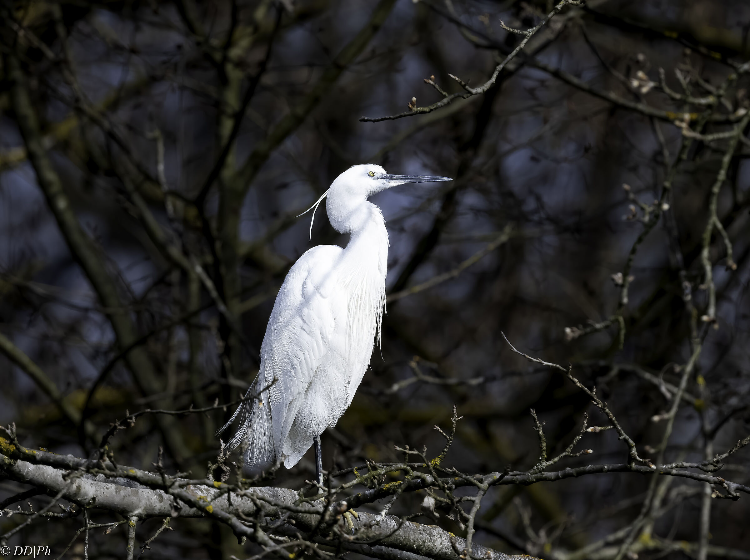 egret
