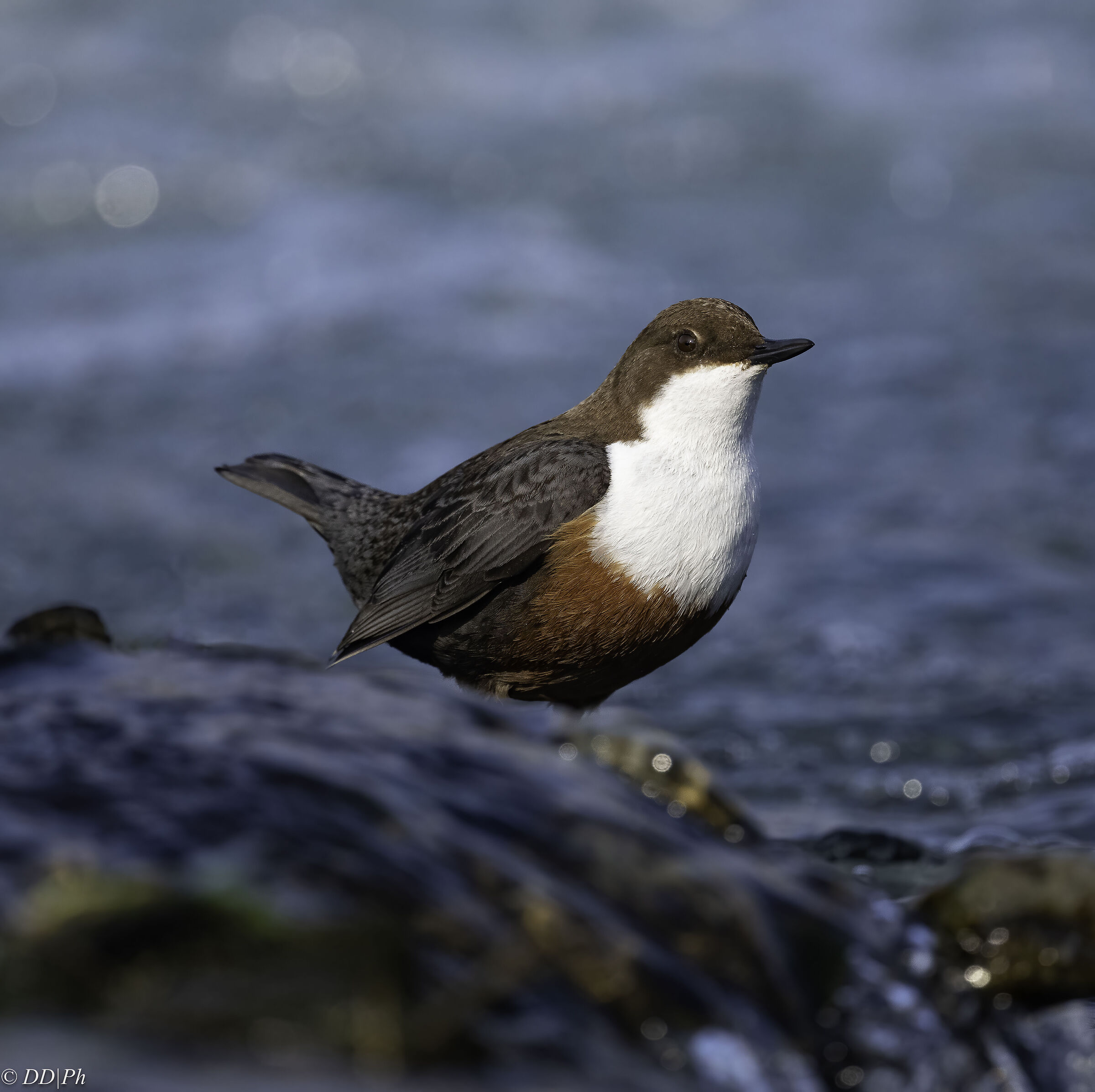 White-throated dipper
