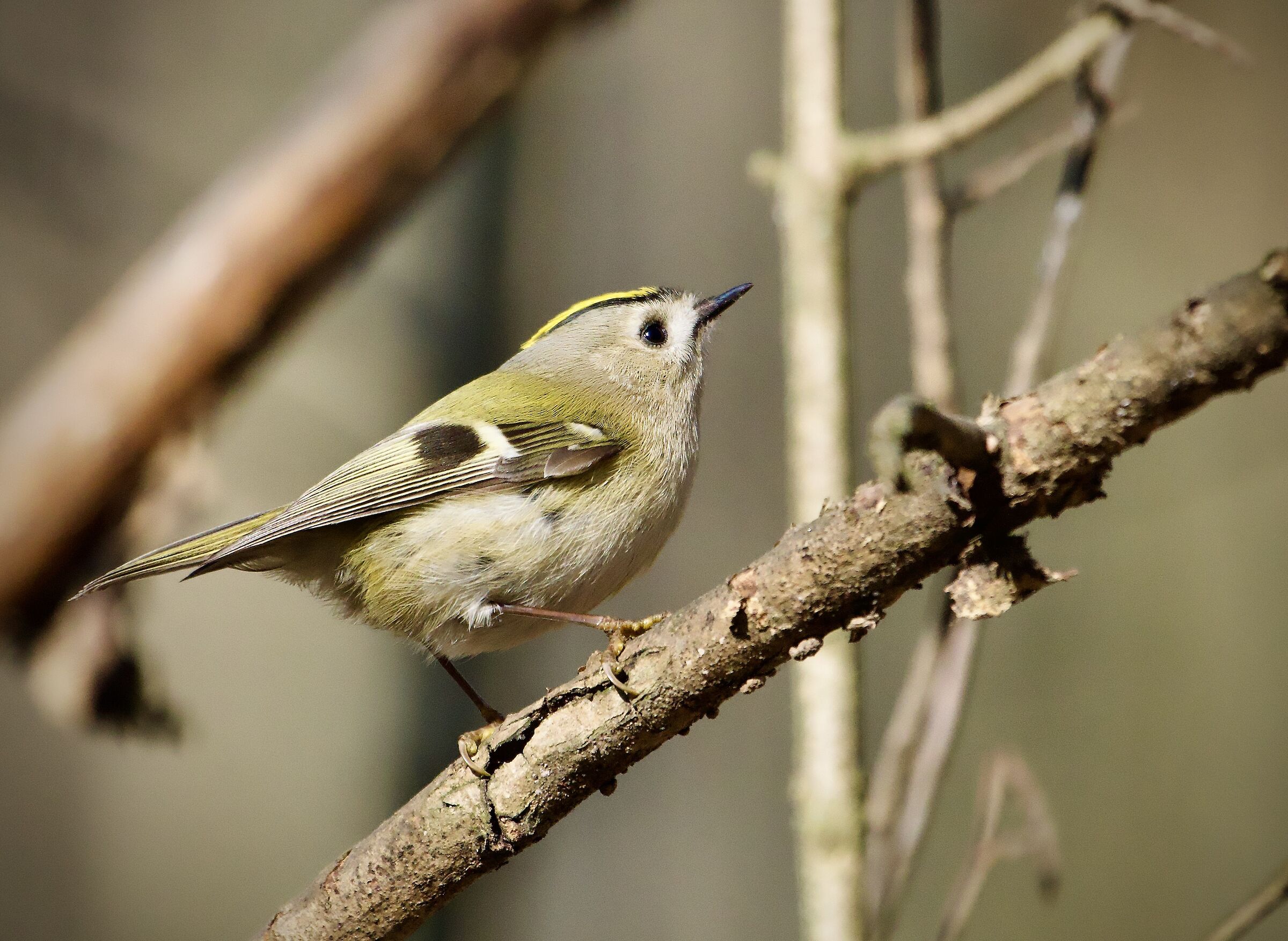 Common Regulus