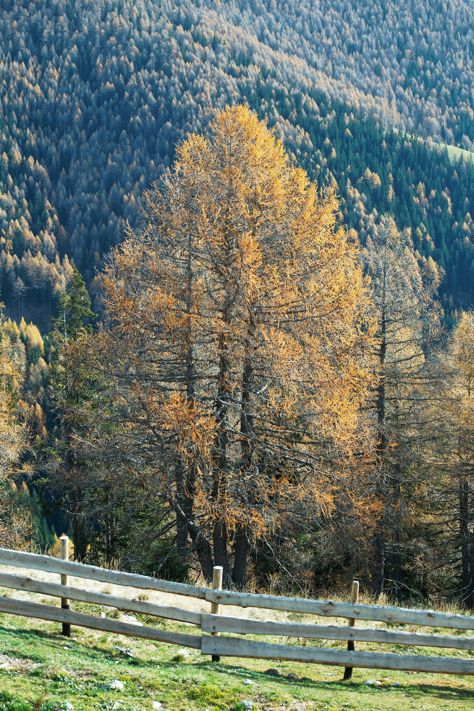 Autumn of the larches