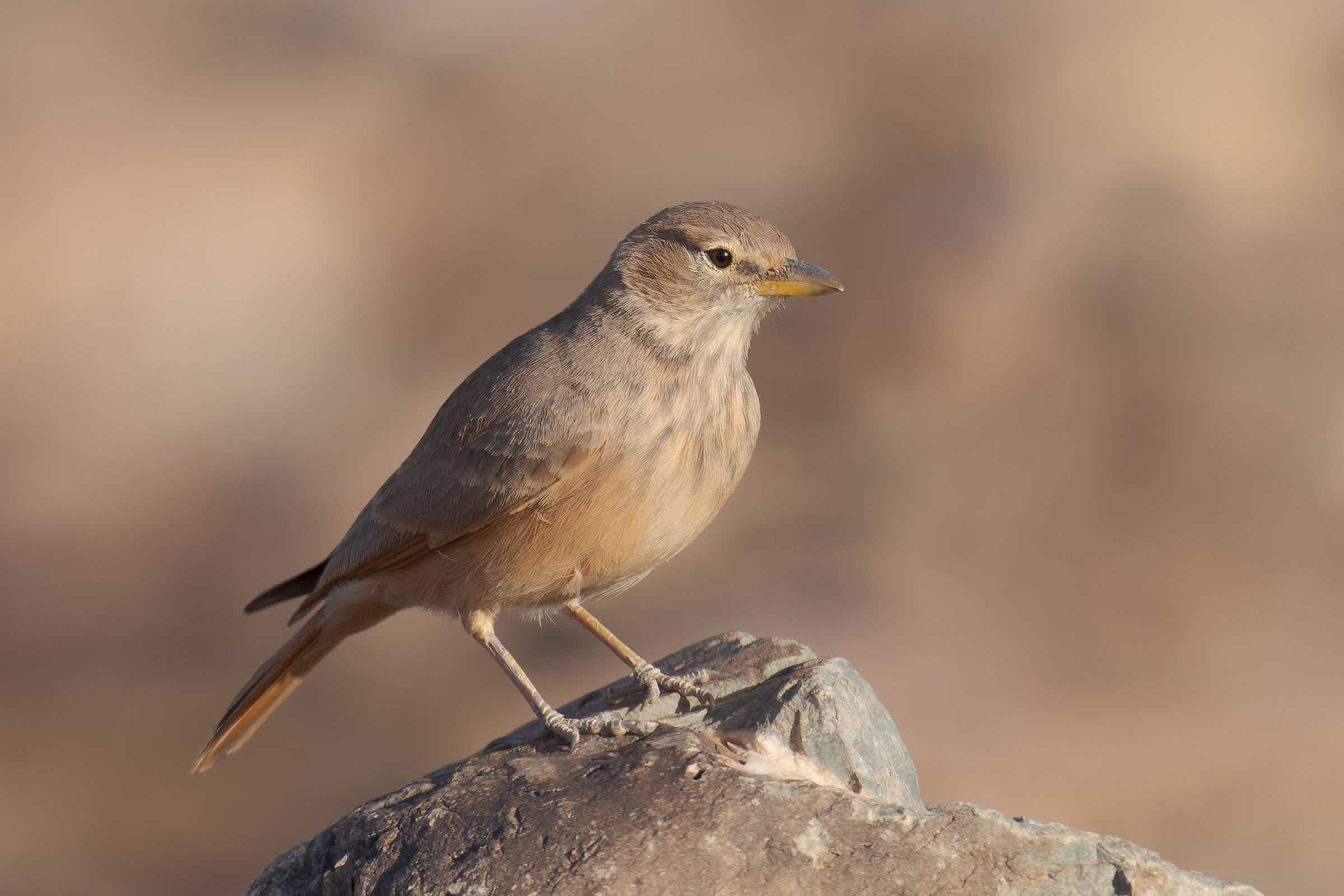 Allodola del deserto
