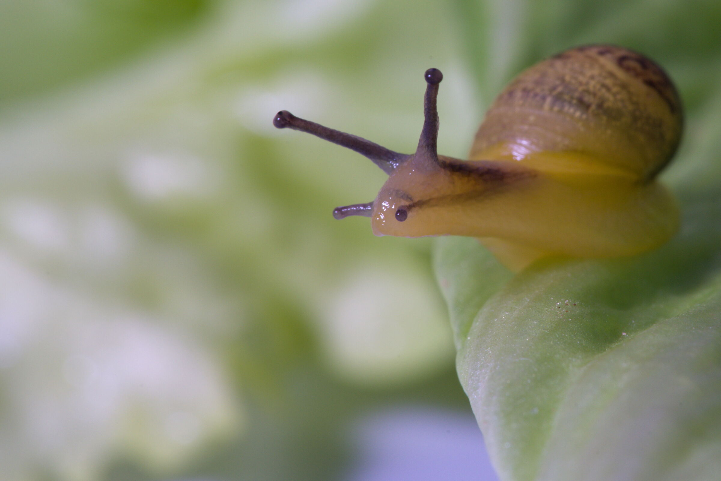 Snail on salad