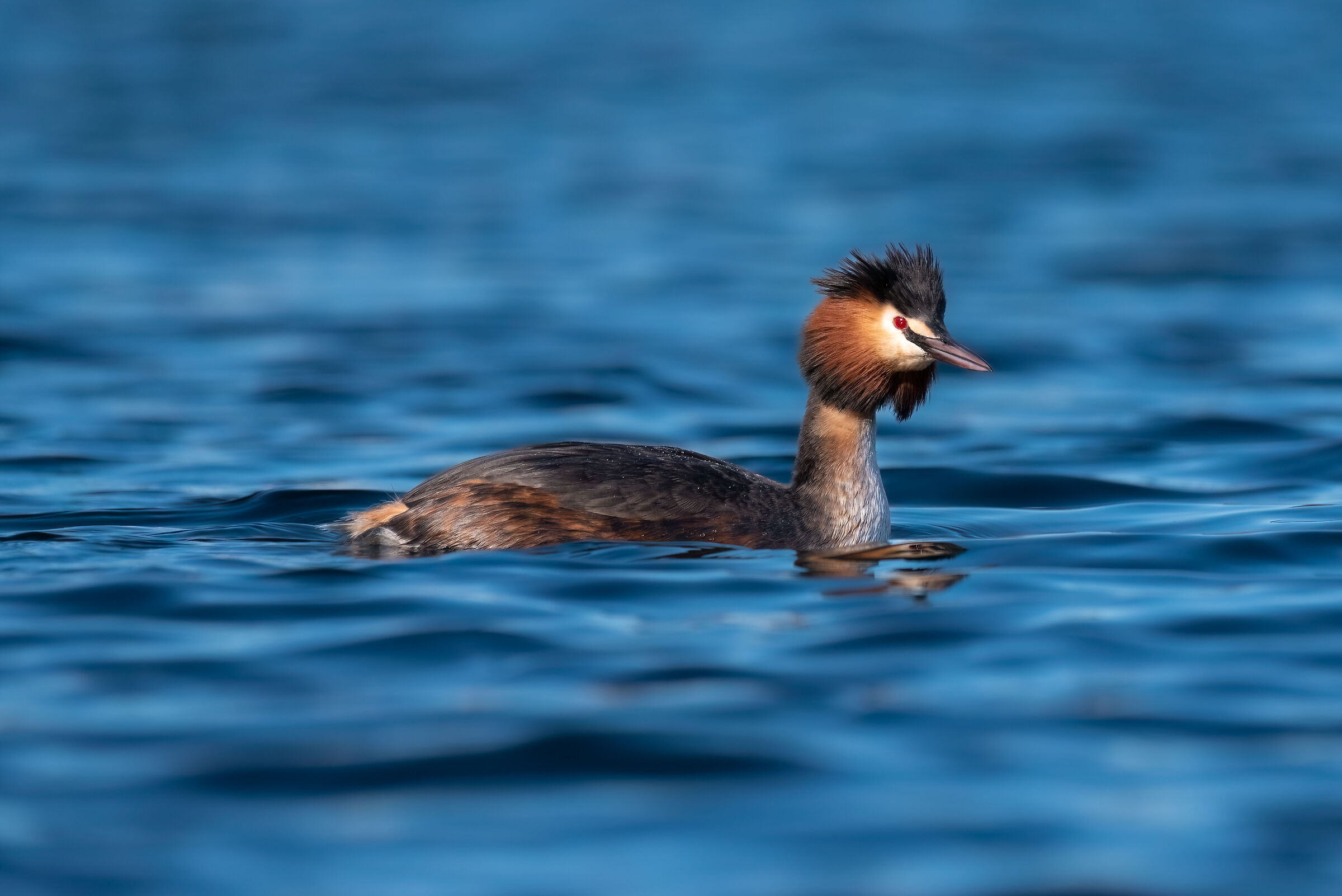 Great crested grebe