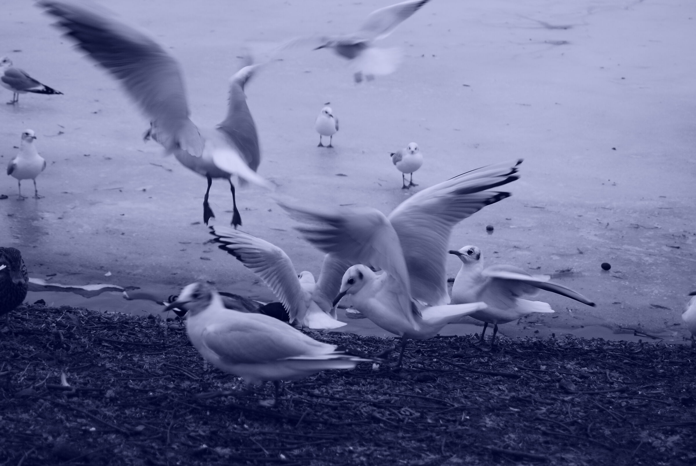Seagulls in celebration