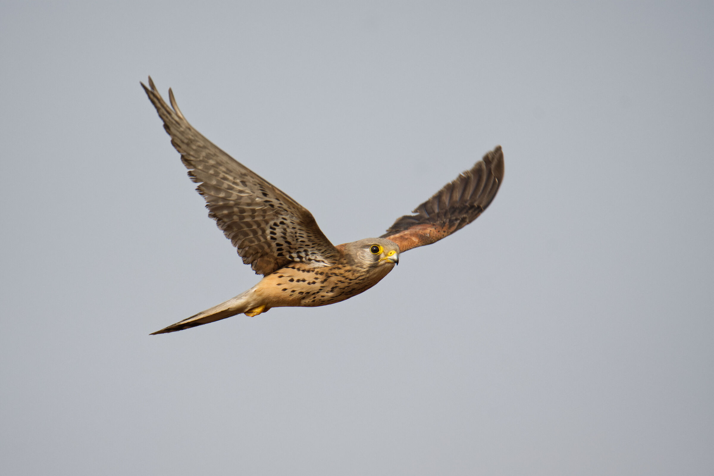 Il gheppio di Cascina Emanuela