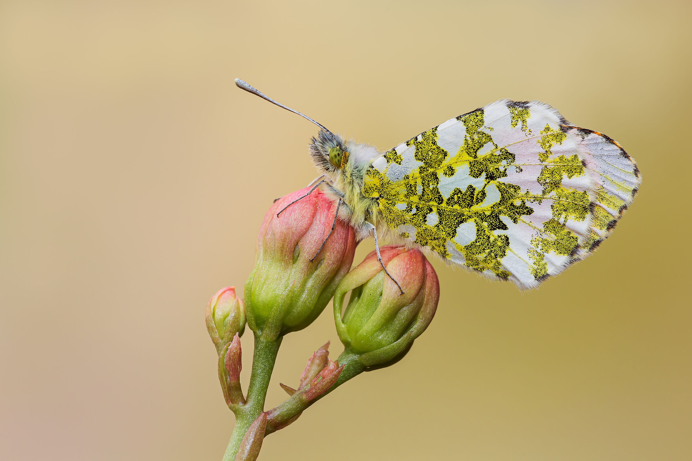 Anthocharis cardamines