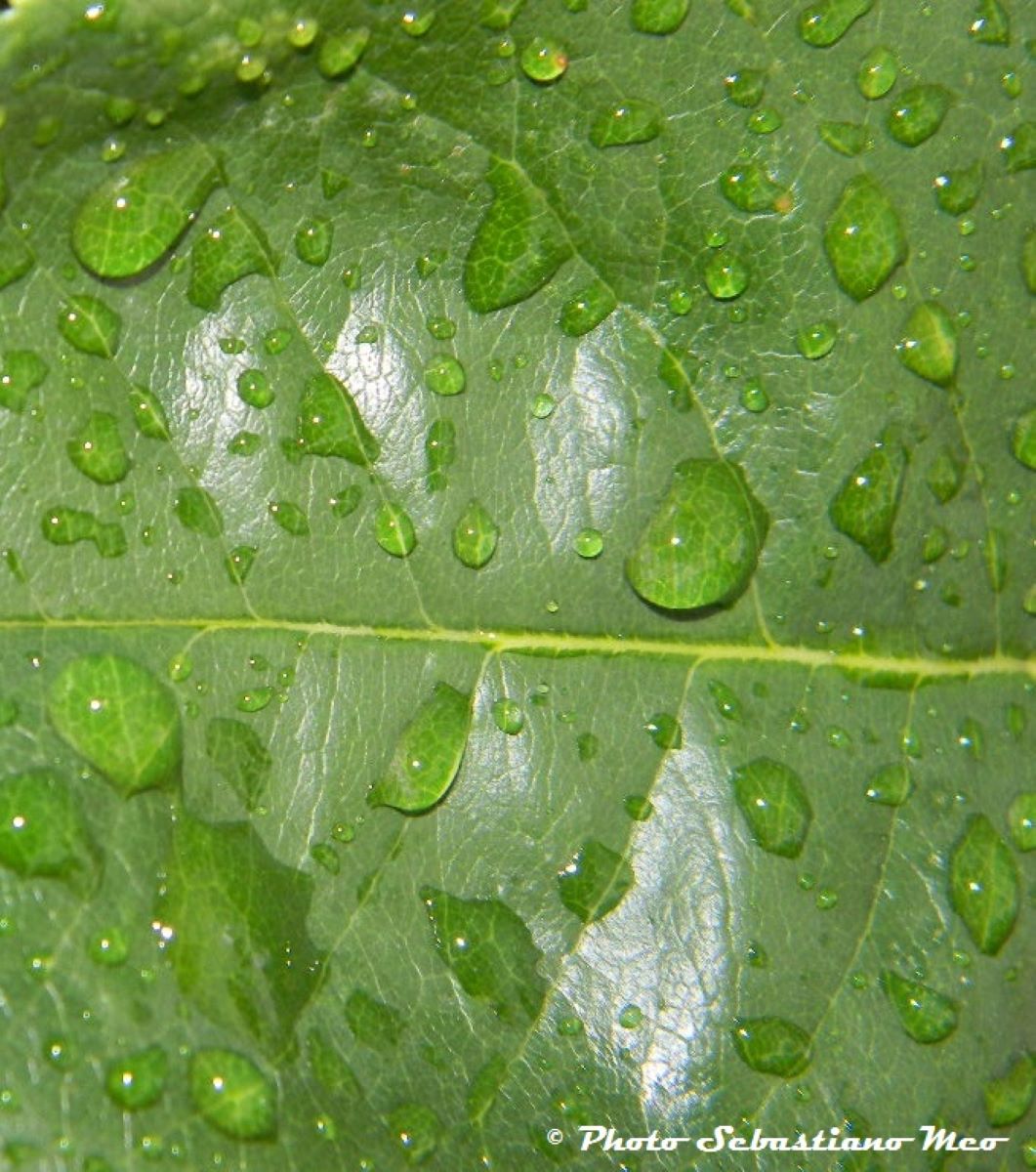 Foglia Verde con Rugiada