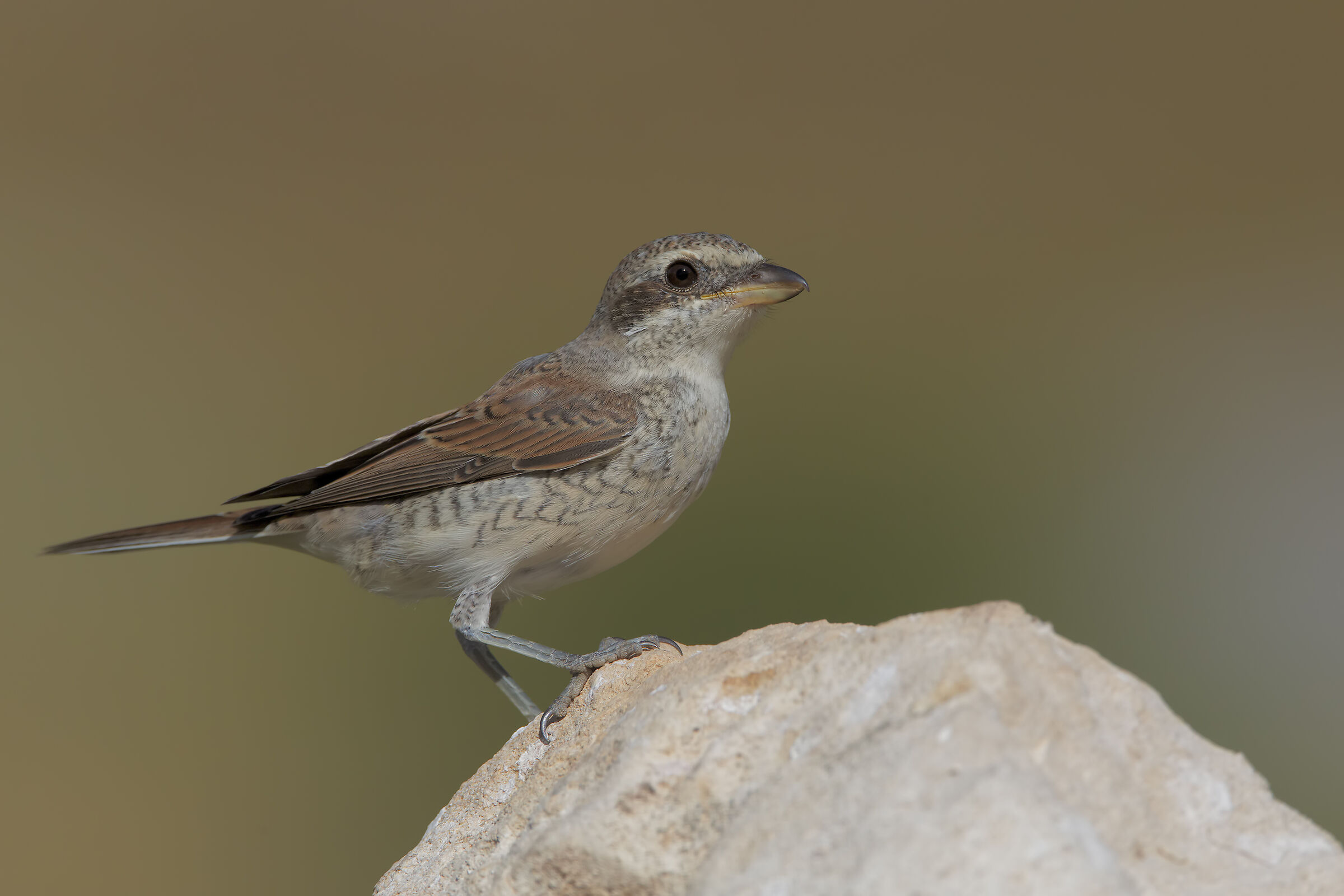 Shrike small Juv.