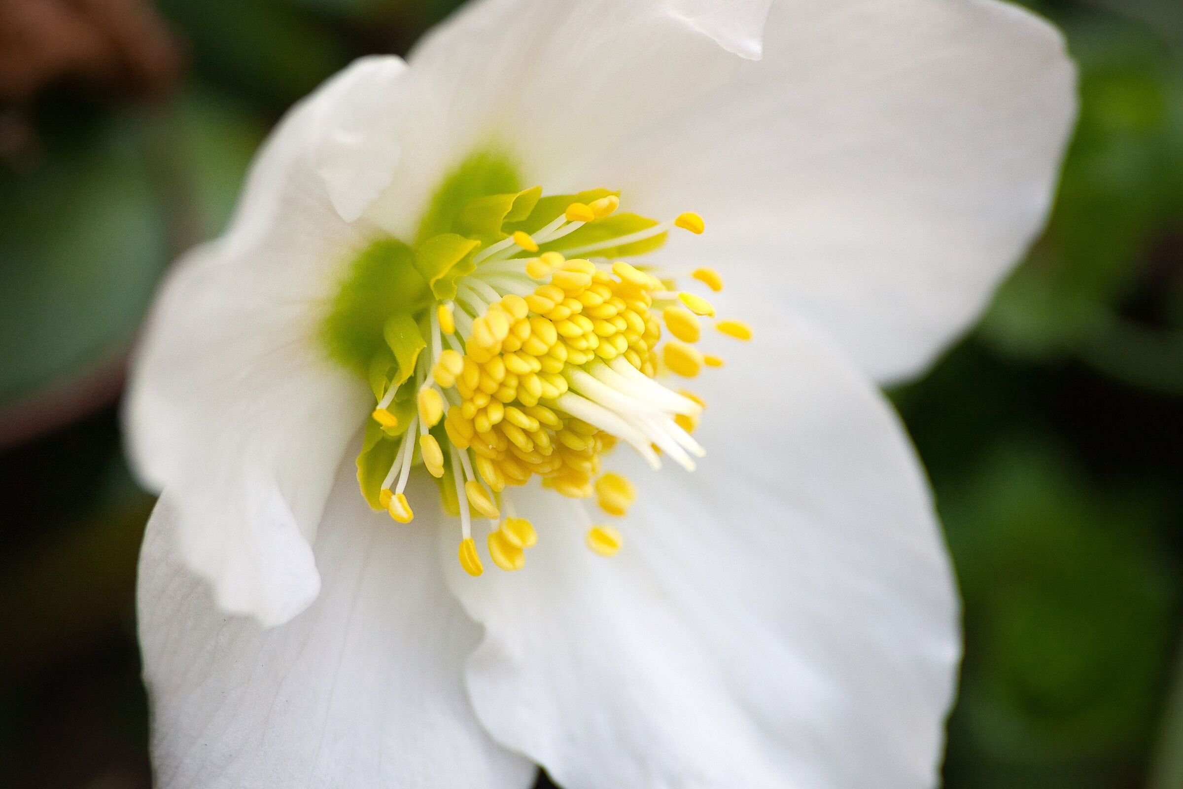 Hellebore