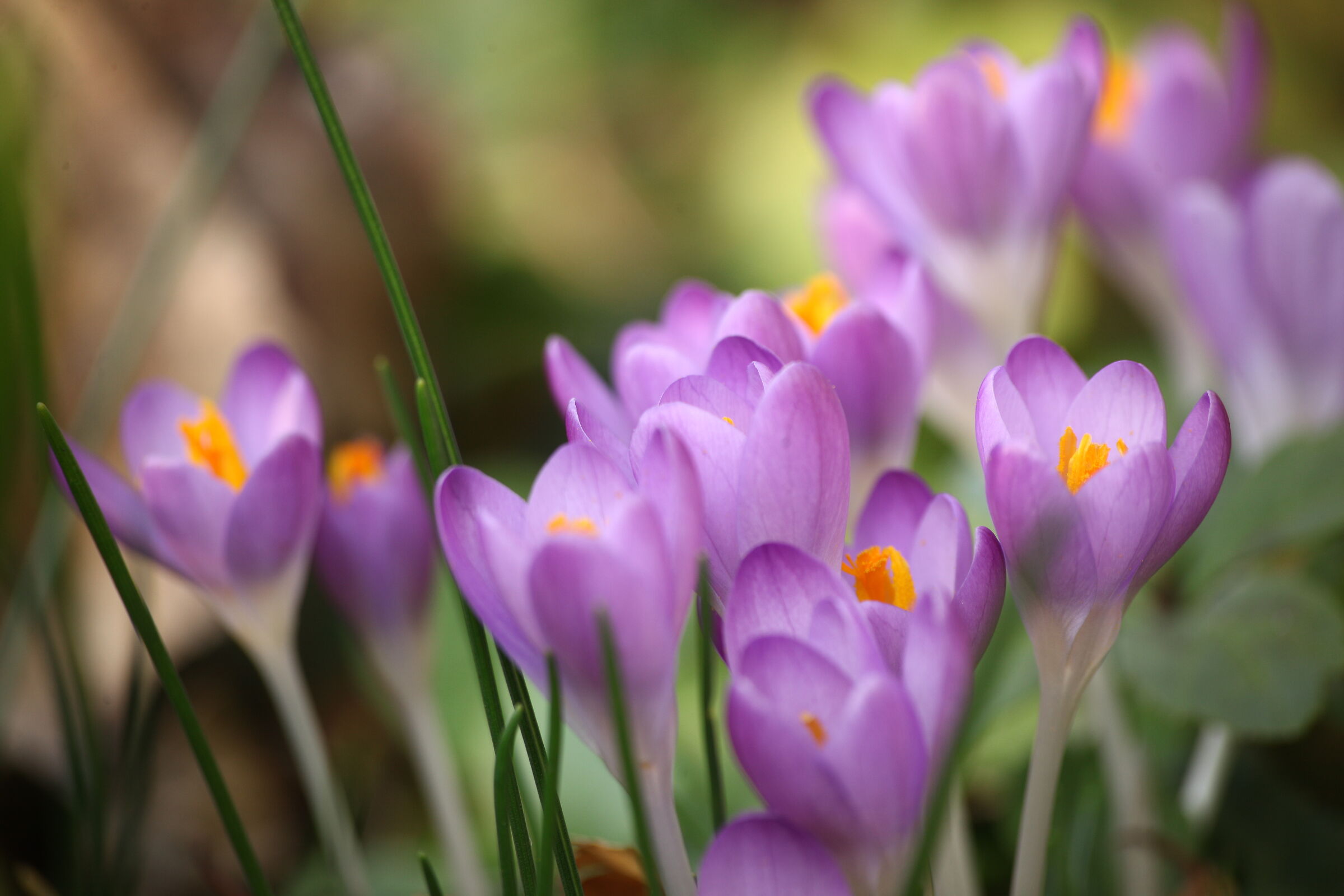Crocus 1