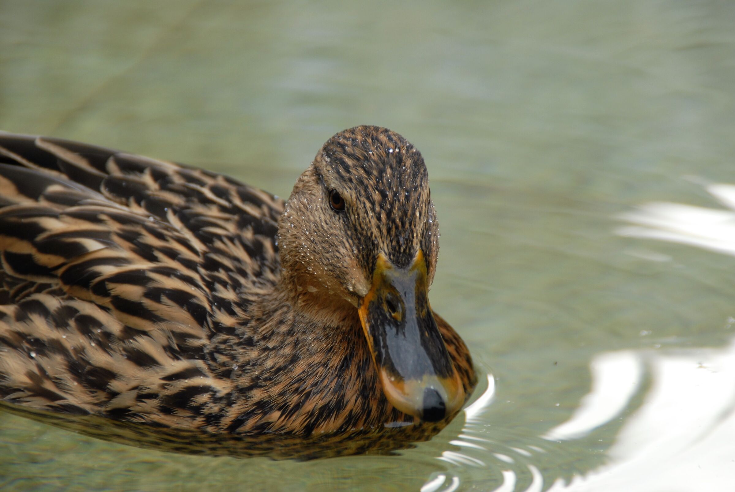 Vi presento Lucky, la mia papera preferita!