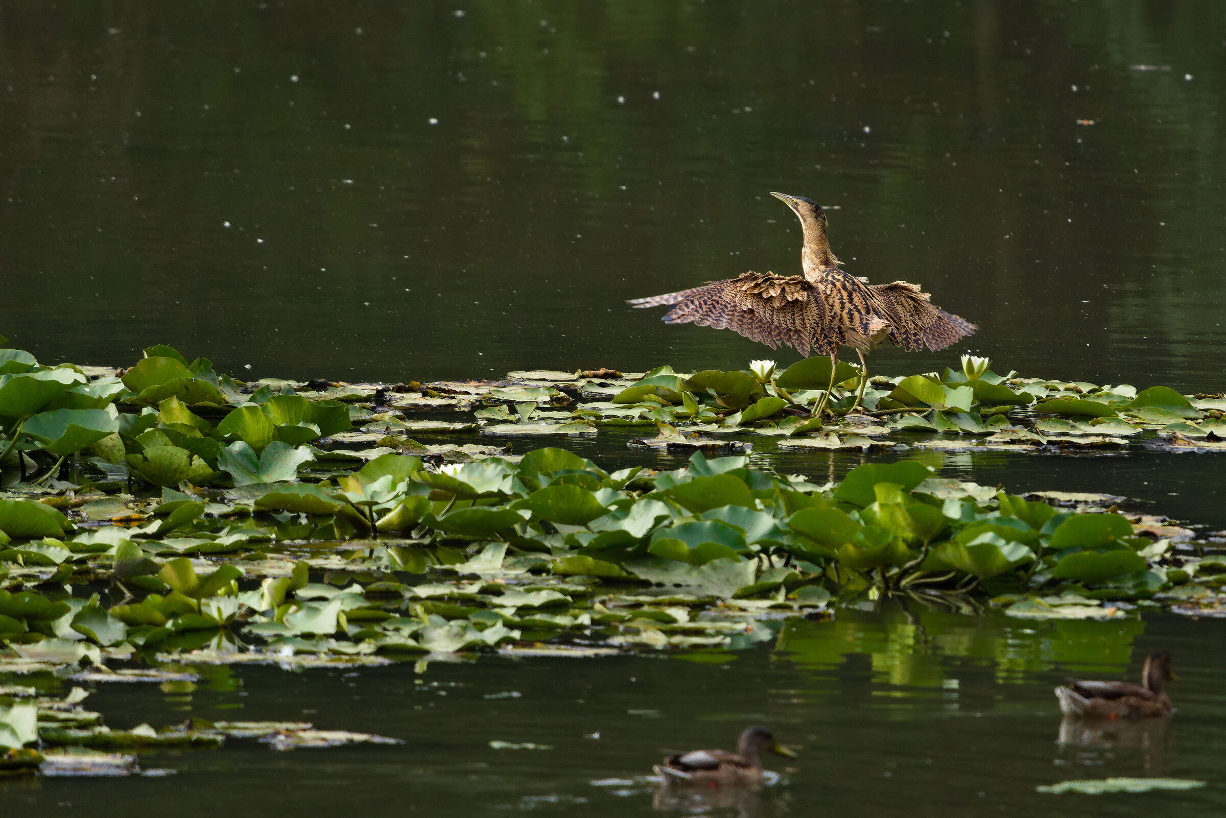 The landing of the bittern (Botaurus stellaris)