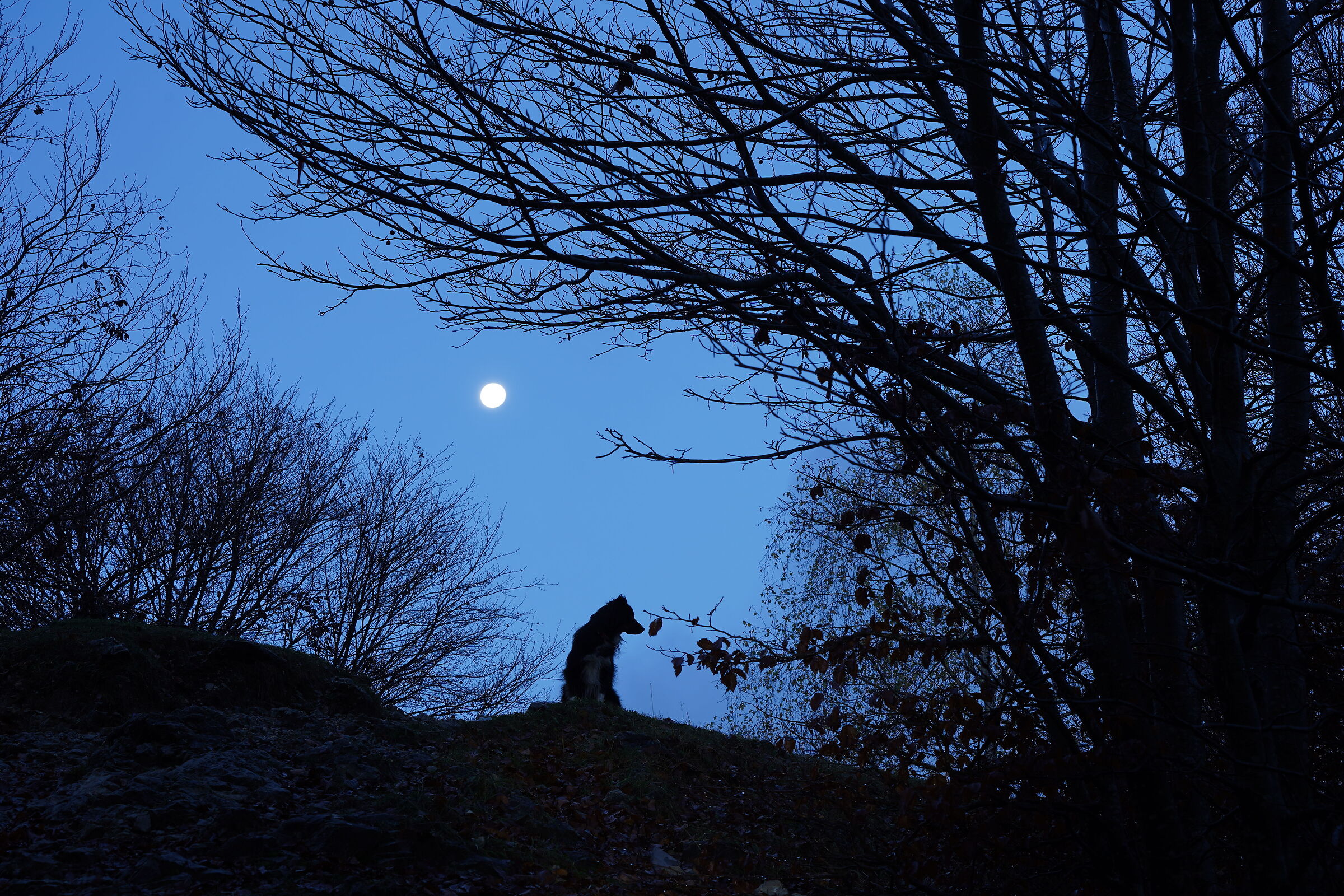 In the blue hour