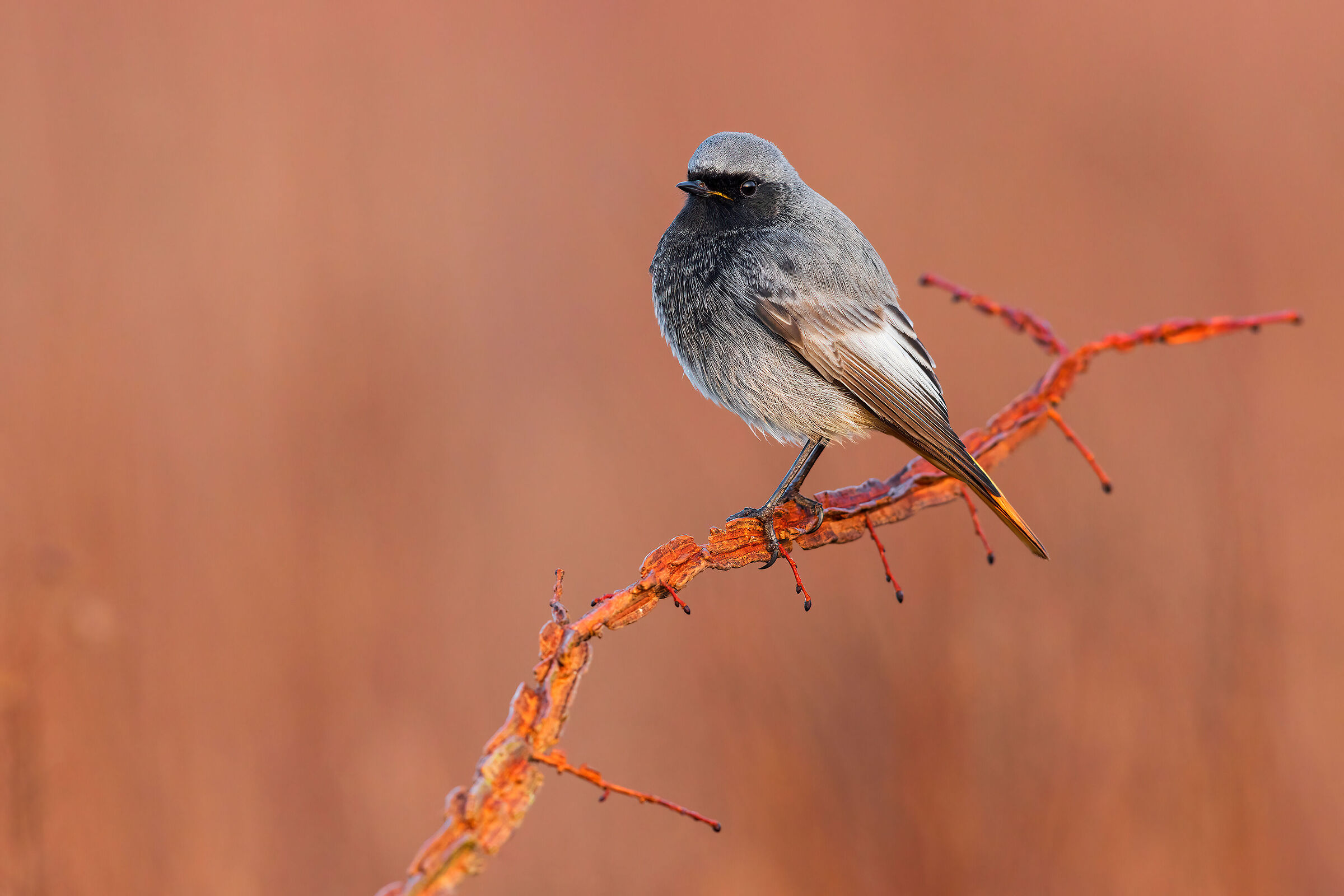 Codirosso Spazzacamino