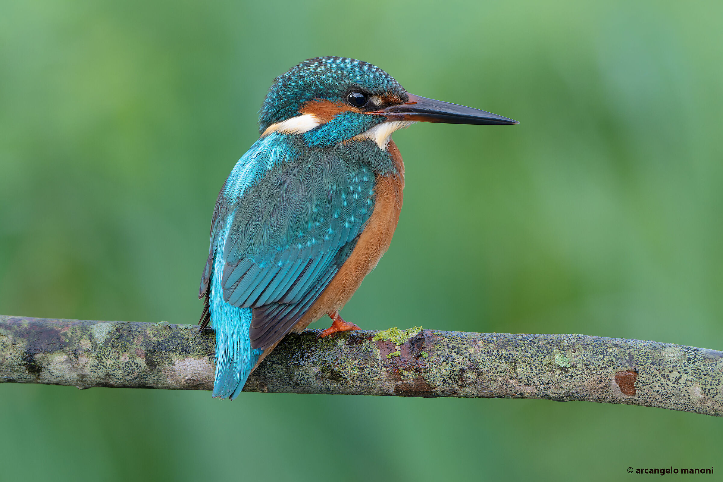 The usual family martina