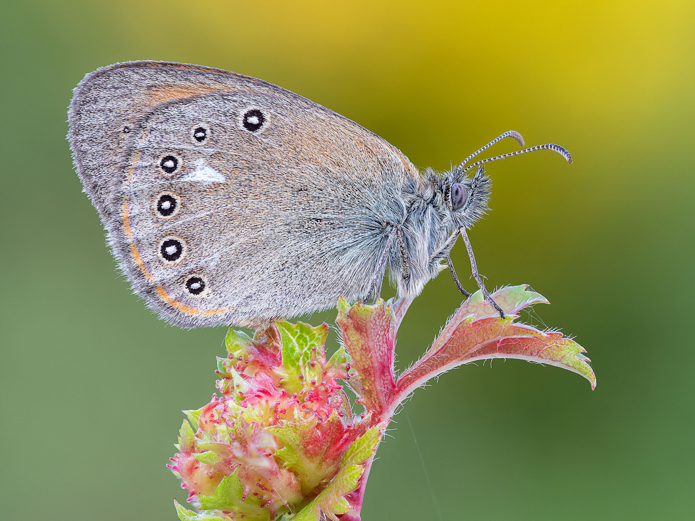 Coenonympha glycerion