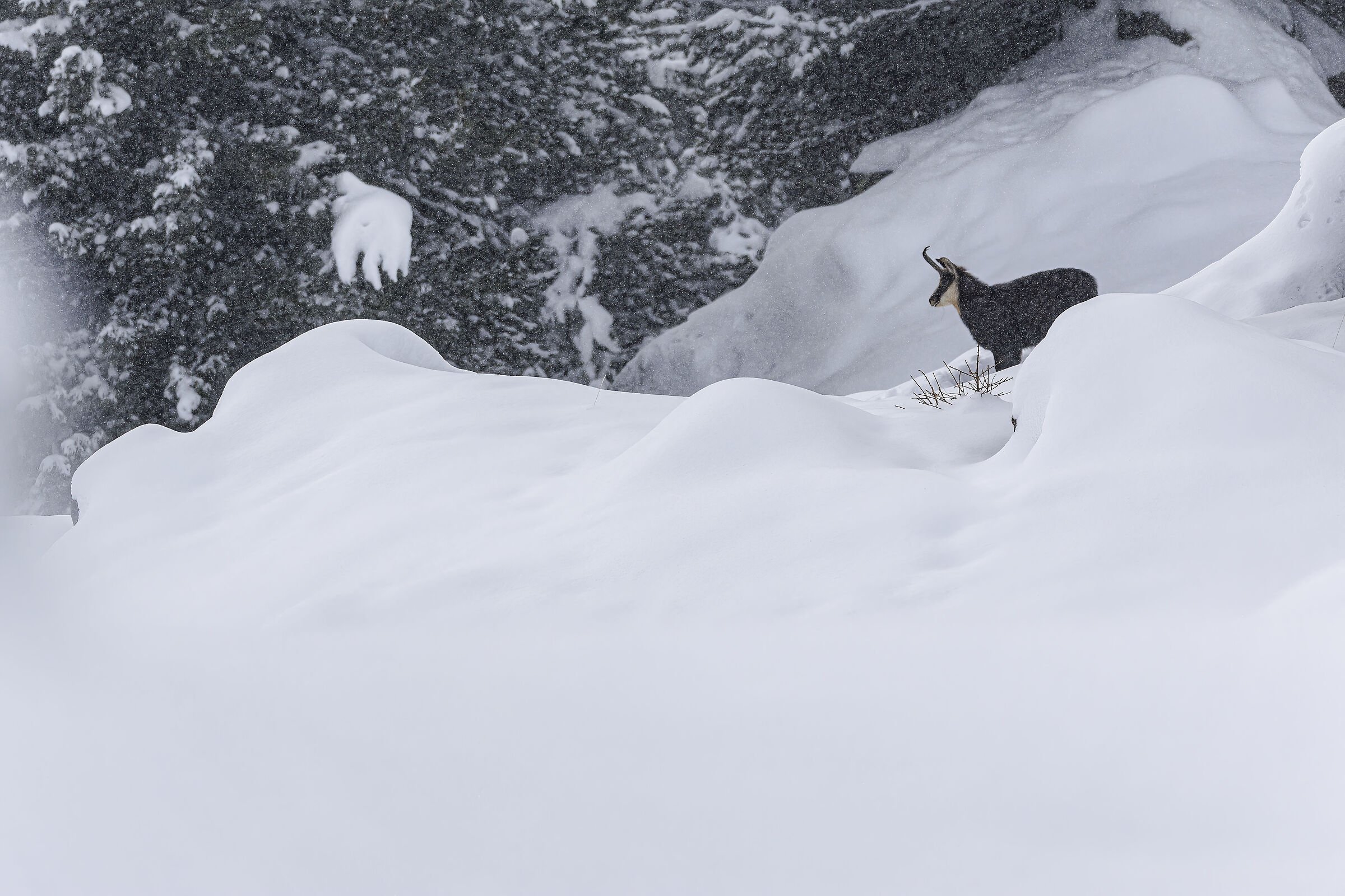 C'era una volta la neve