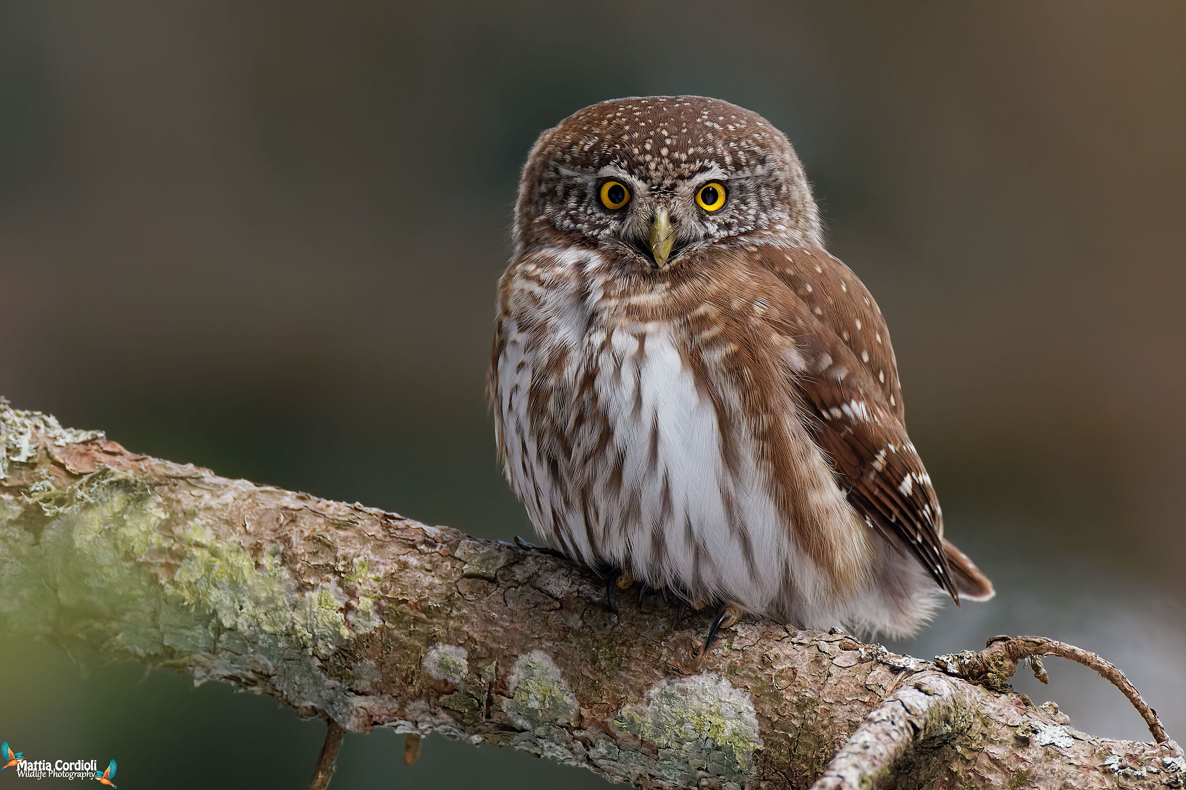 Dwarf Owl