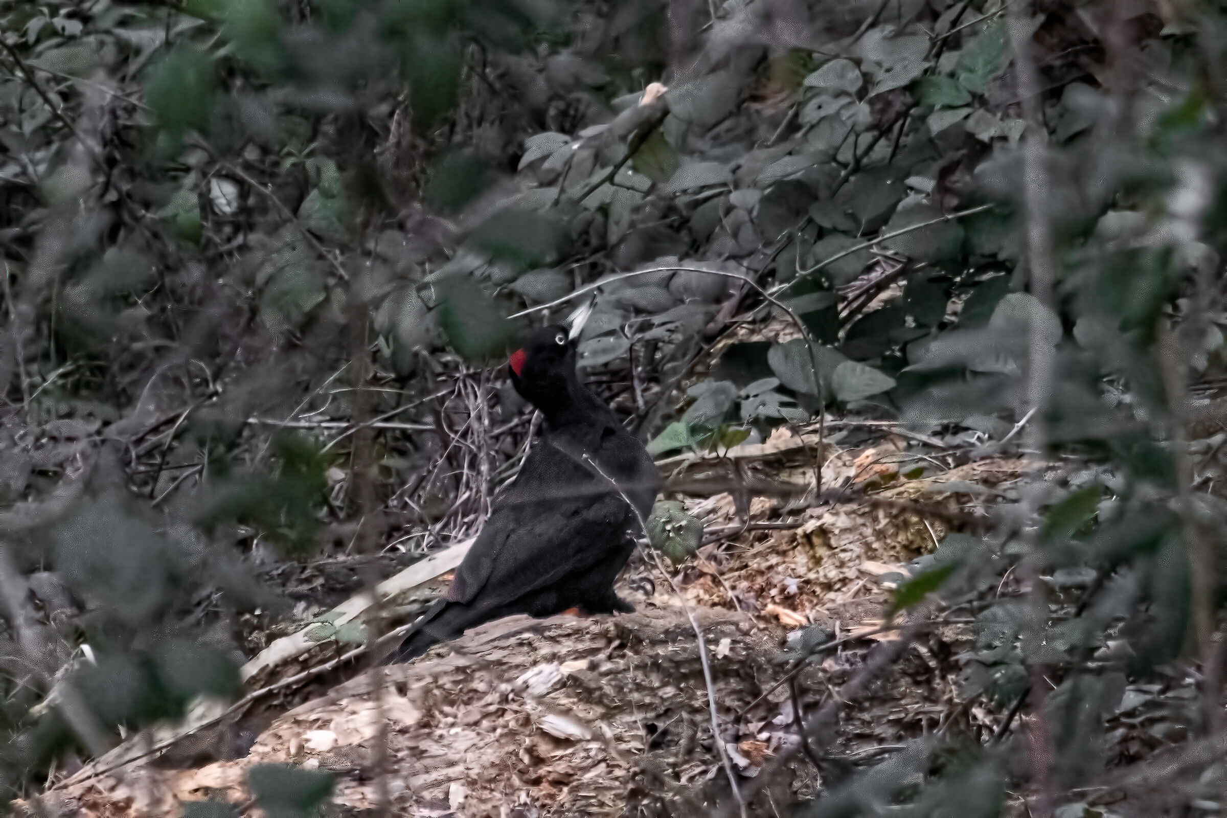 black woodpecker
