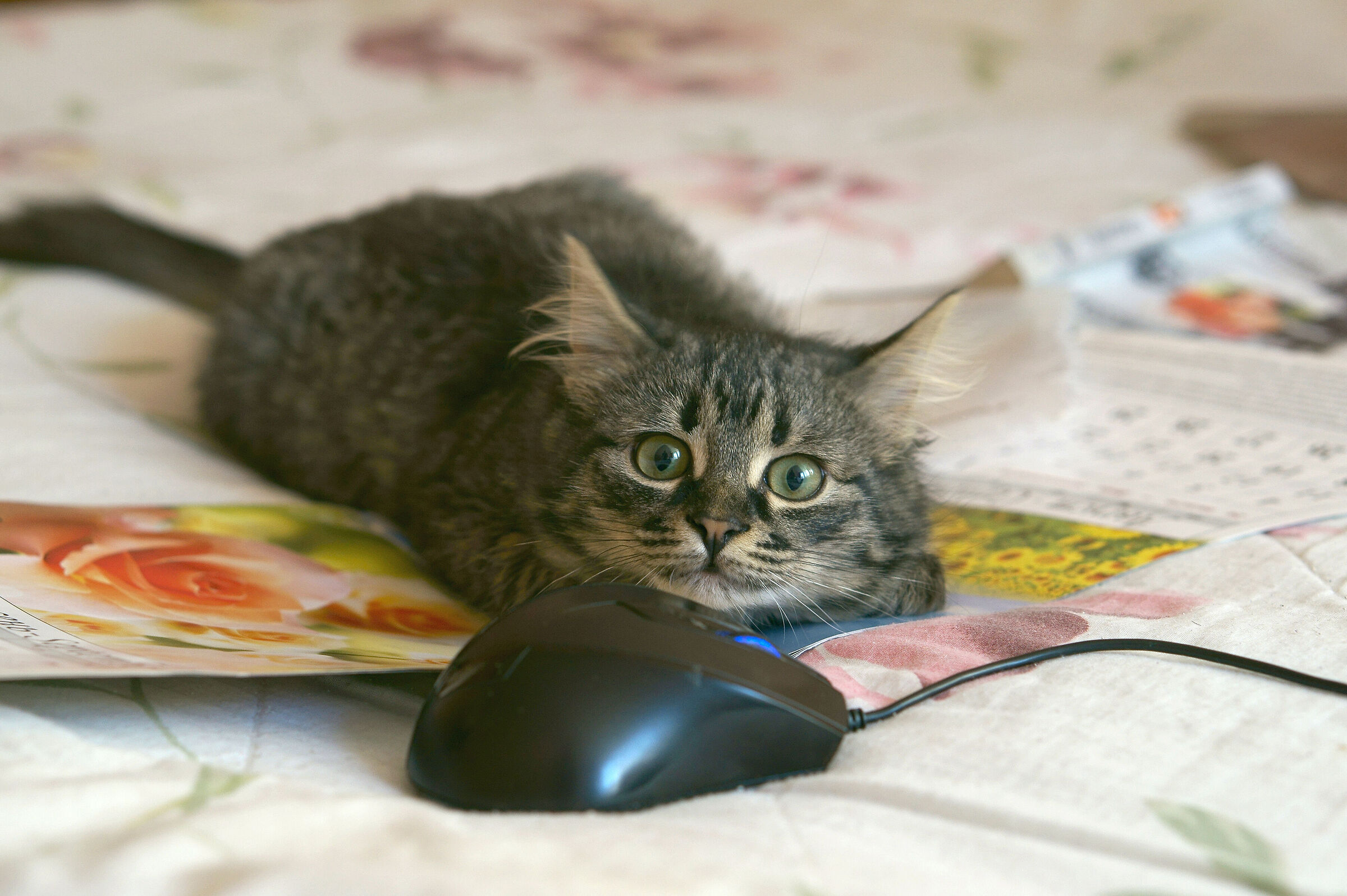 Gioco del gatto e del topo. )))