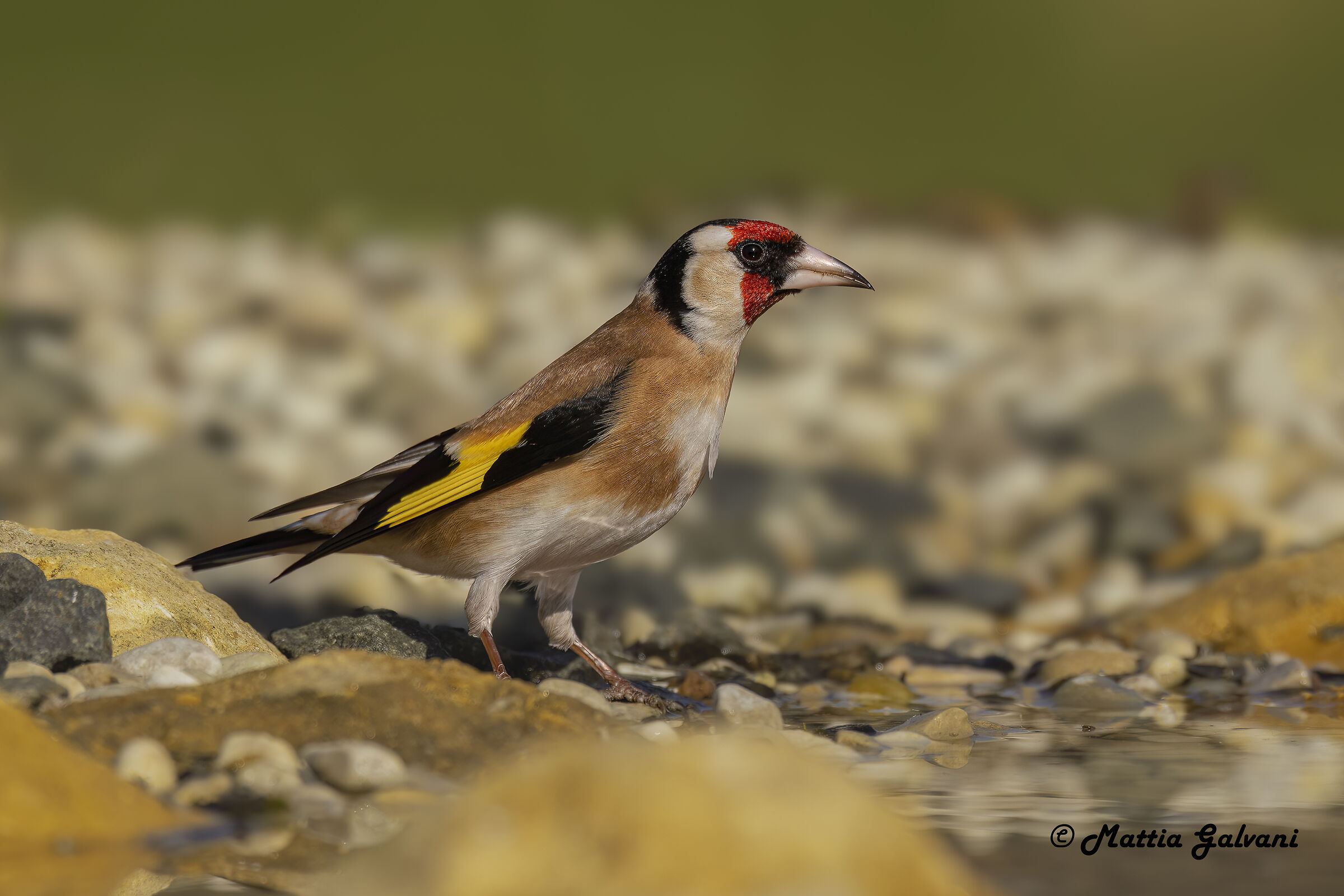 My first goldfinch