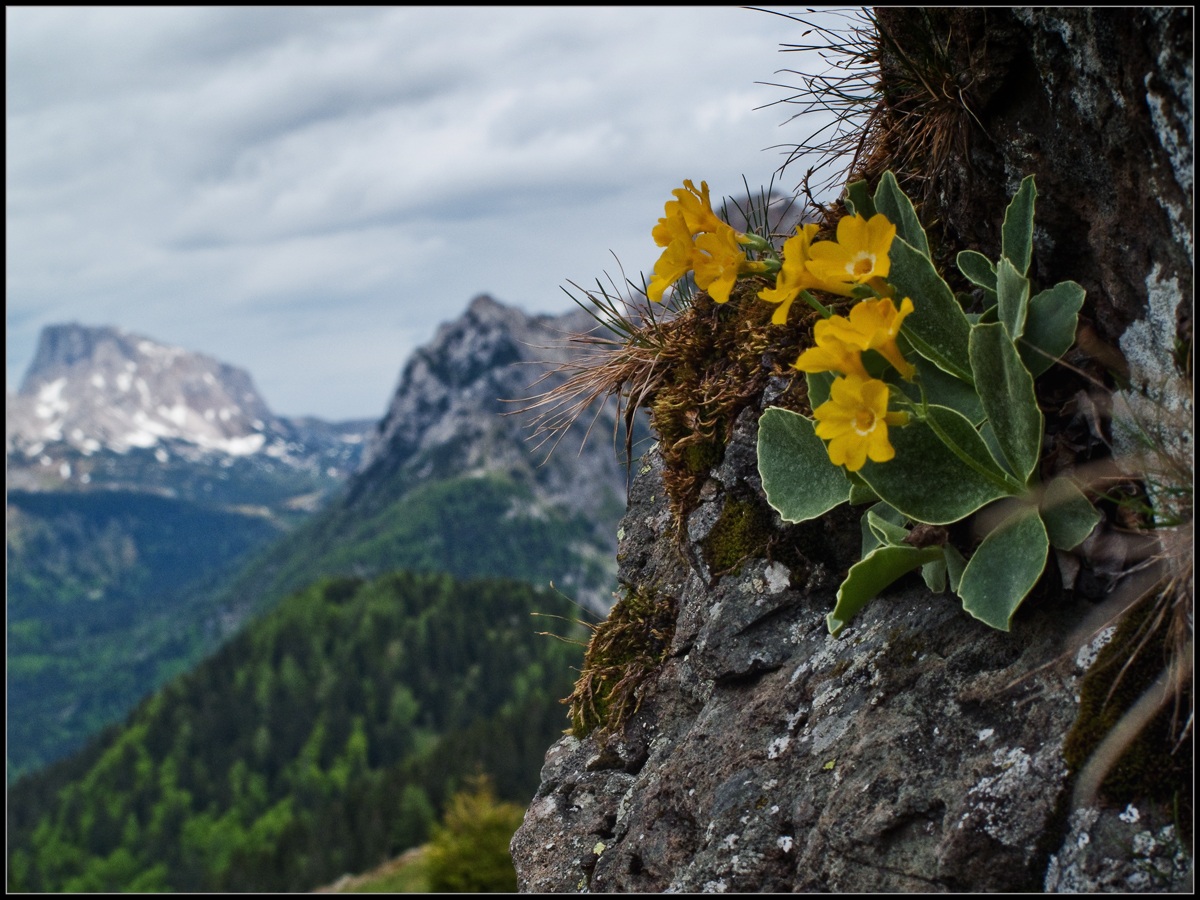 primula auricola - orecchia d'orso