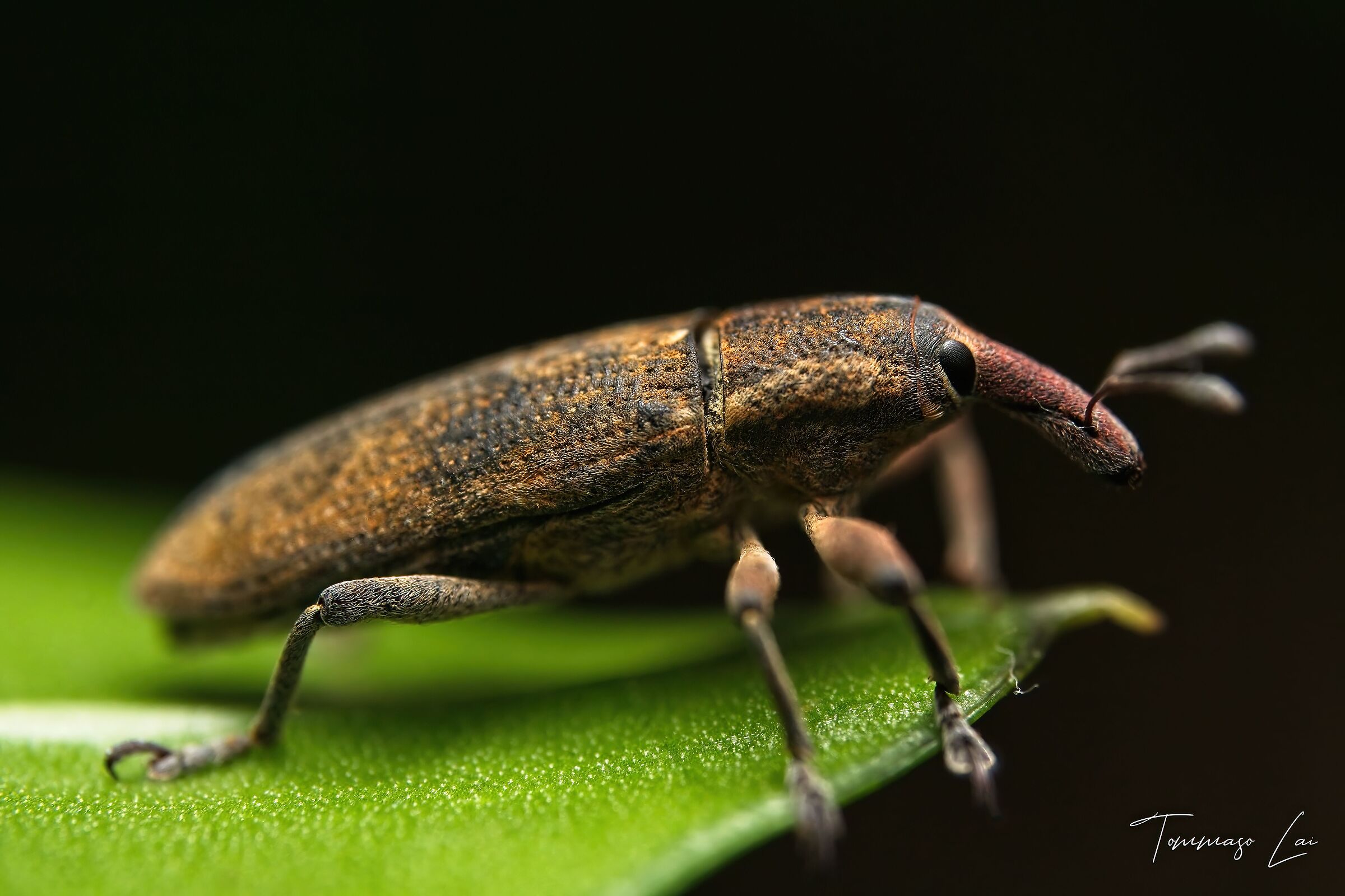 Larinus carlinae (1)
