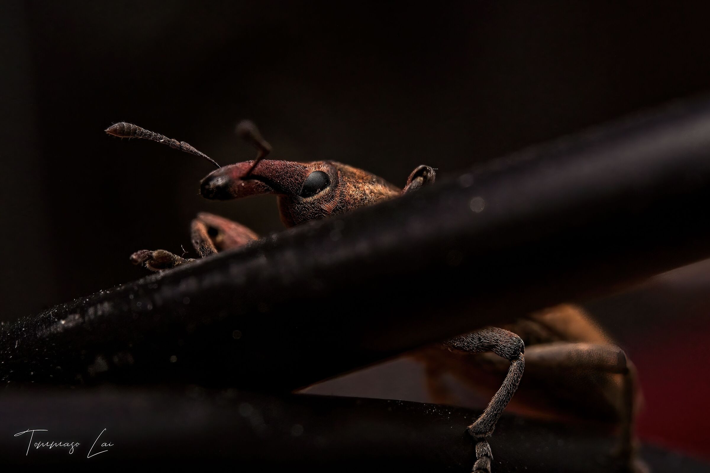 Larinus carlinae (2)