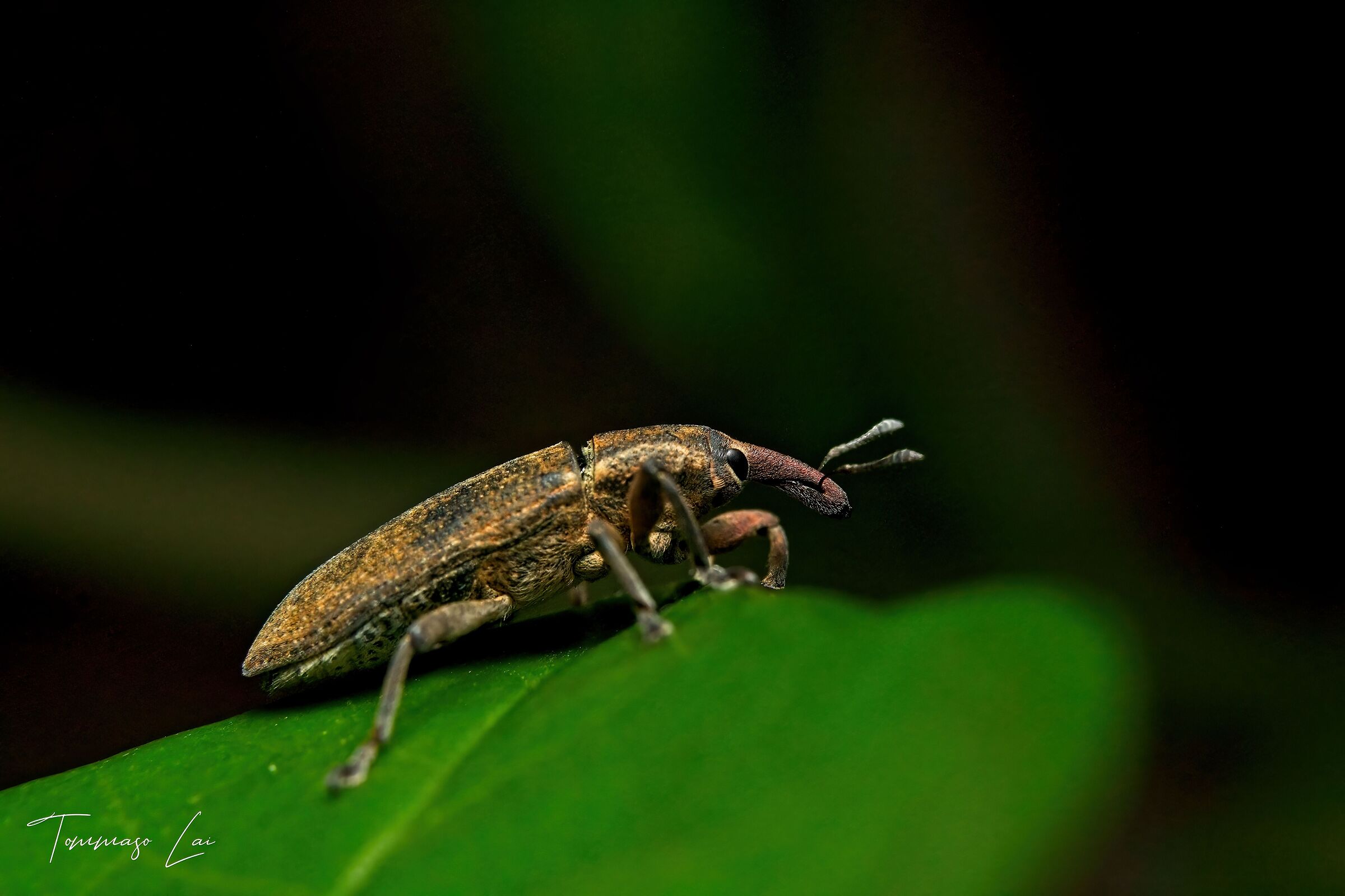 Larinus carlinae (3)